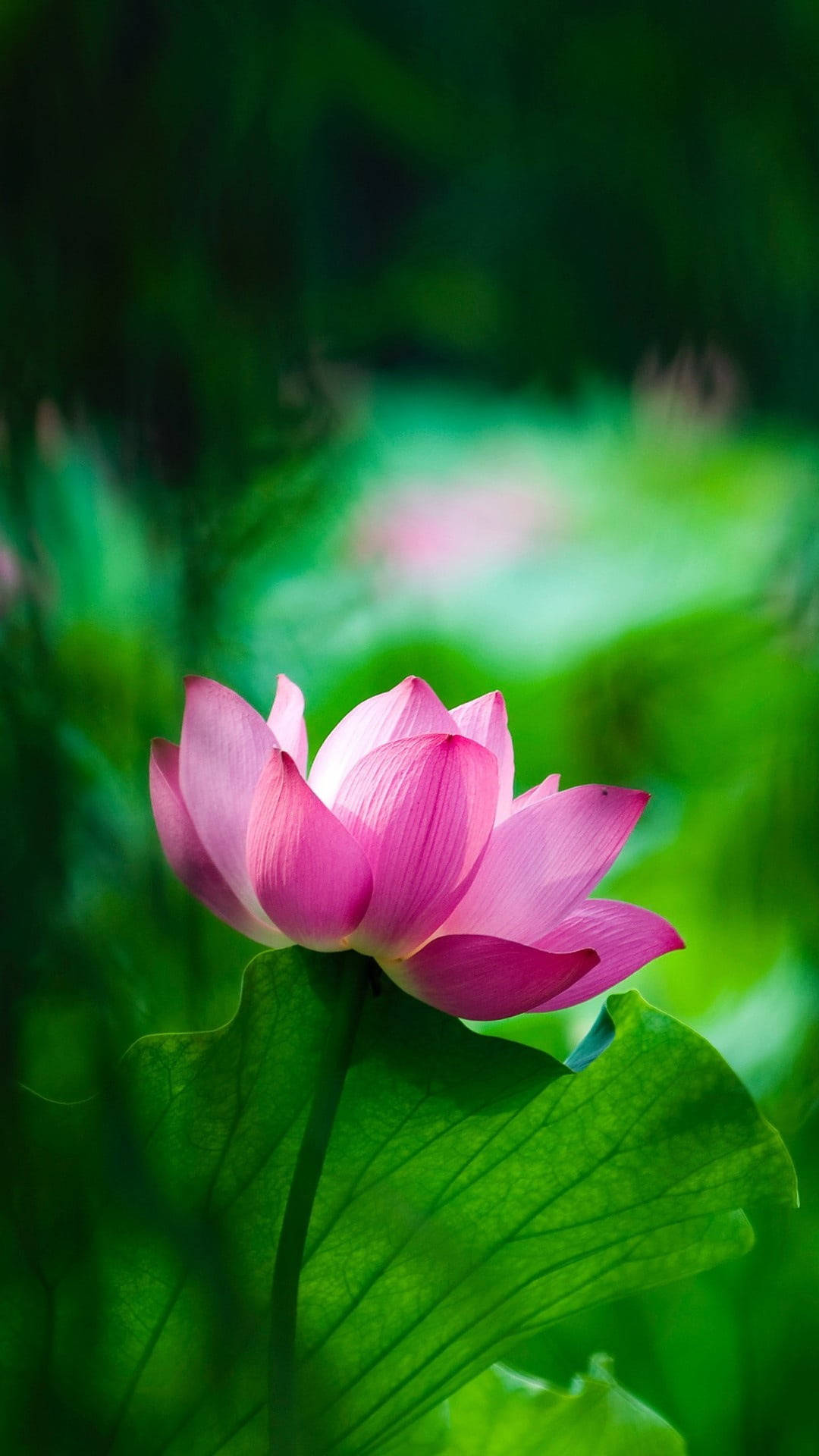 Hoa sen hồng di động Hình nền