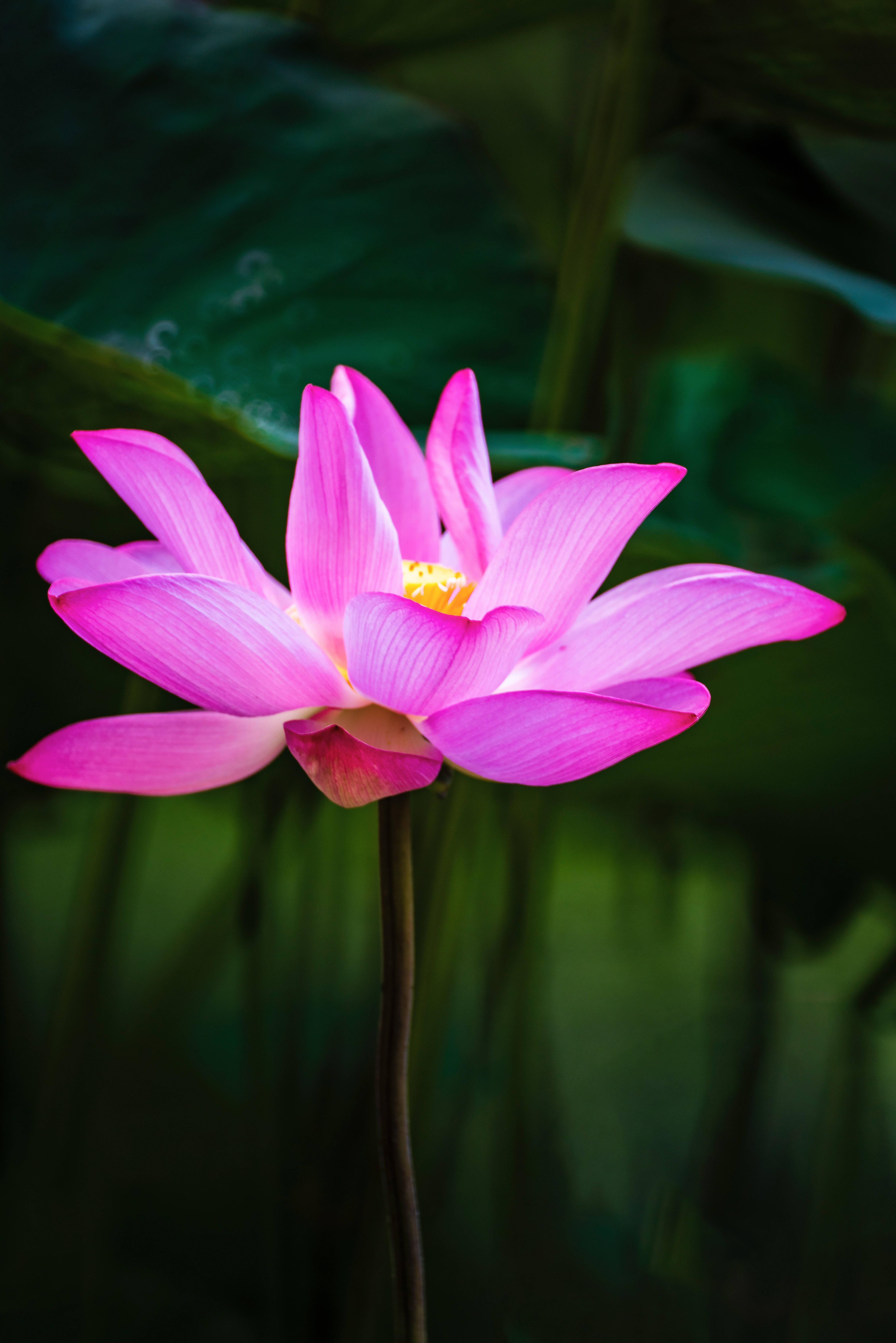 Hoa sen Hồng Linh Cẩm Hình nền