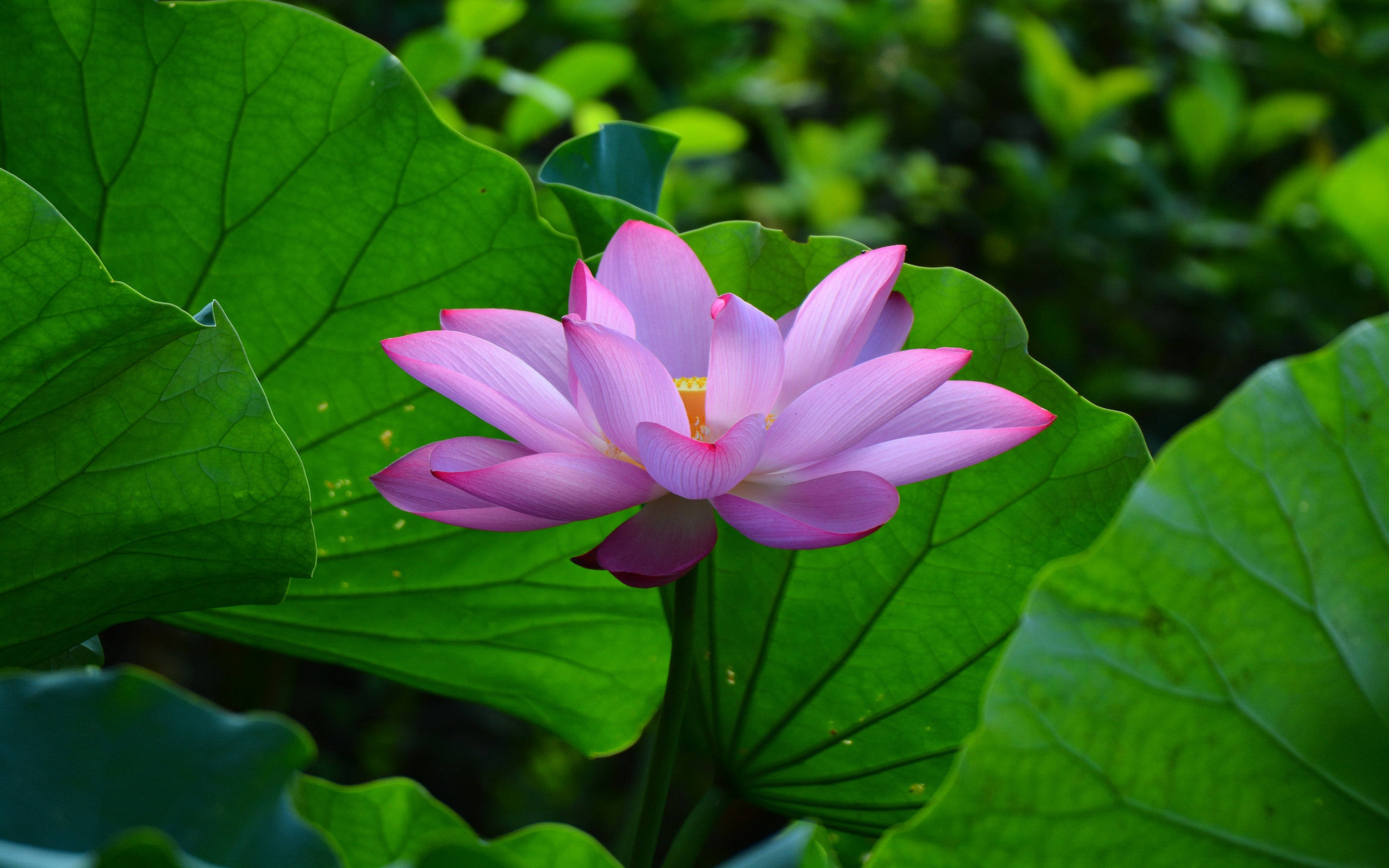 Hoa sen hồng phấn mùa hè Hình nền
