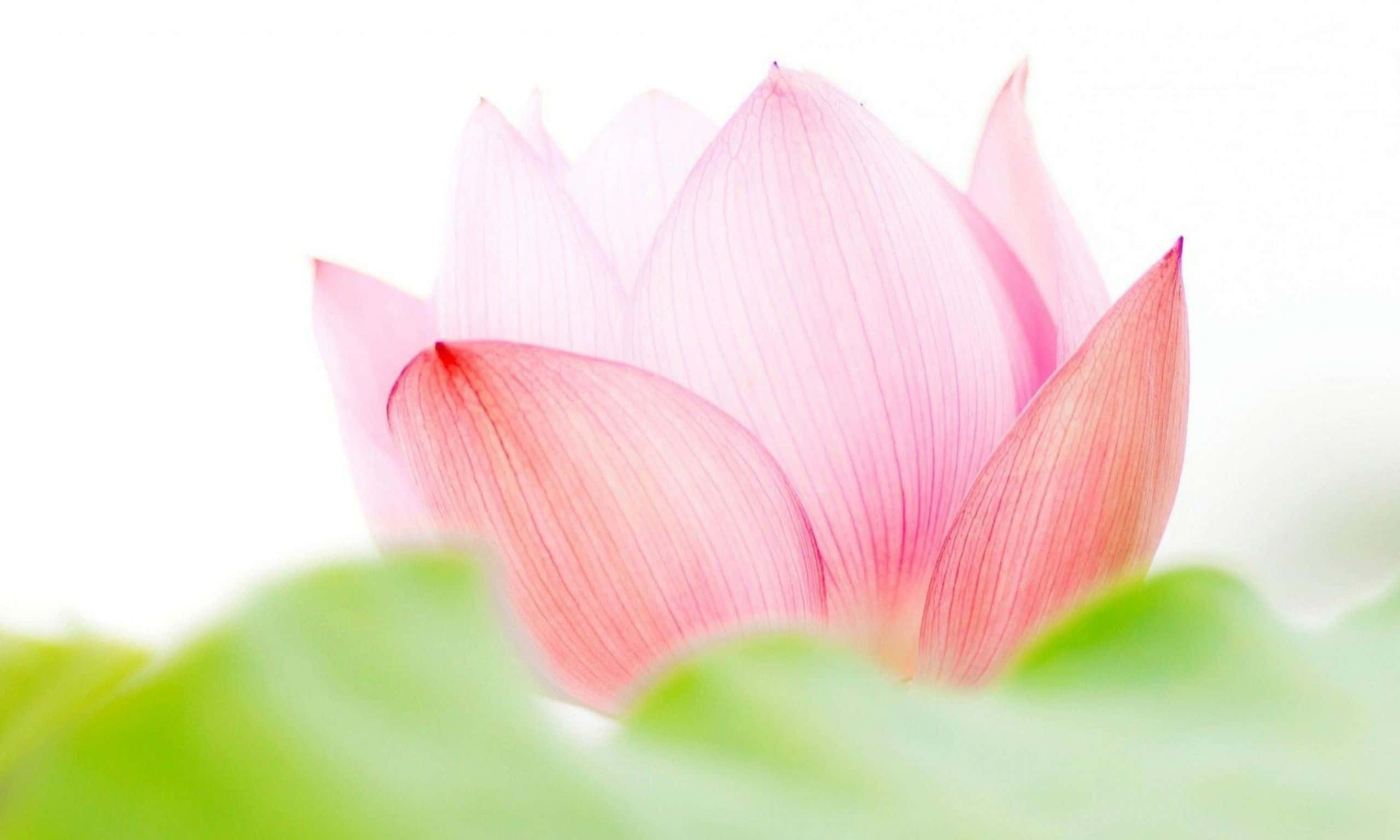 Hoa Sen Hồng Quyến Rũ Hình nền