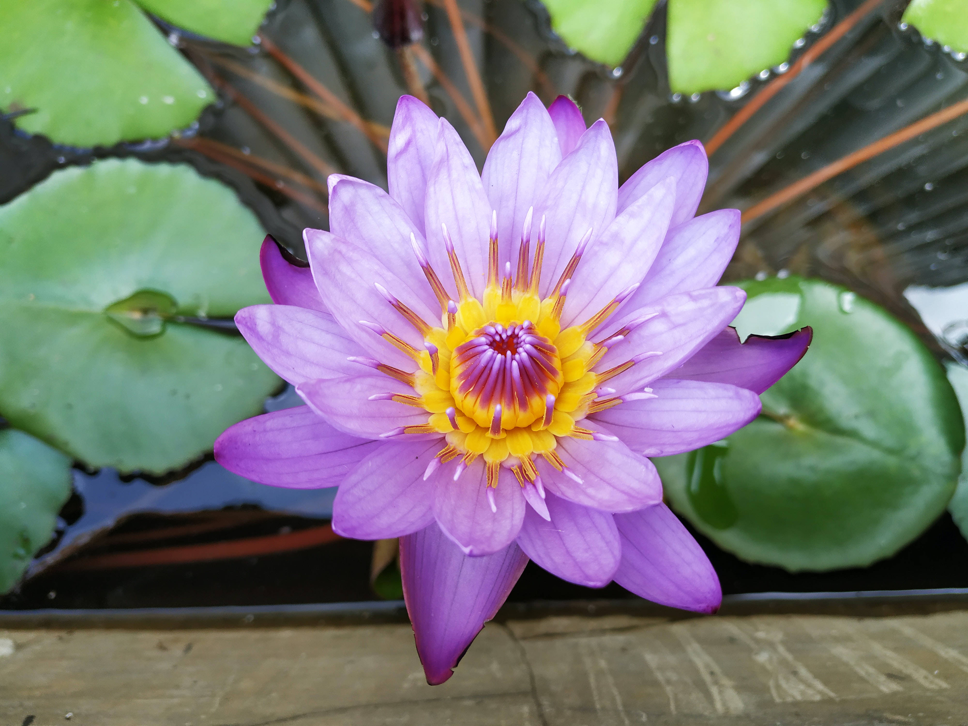 Hoa Sen Tím Vàng Hình nền