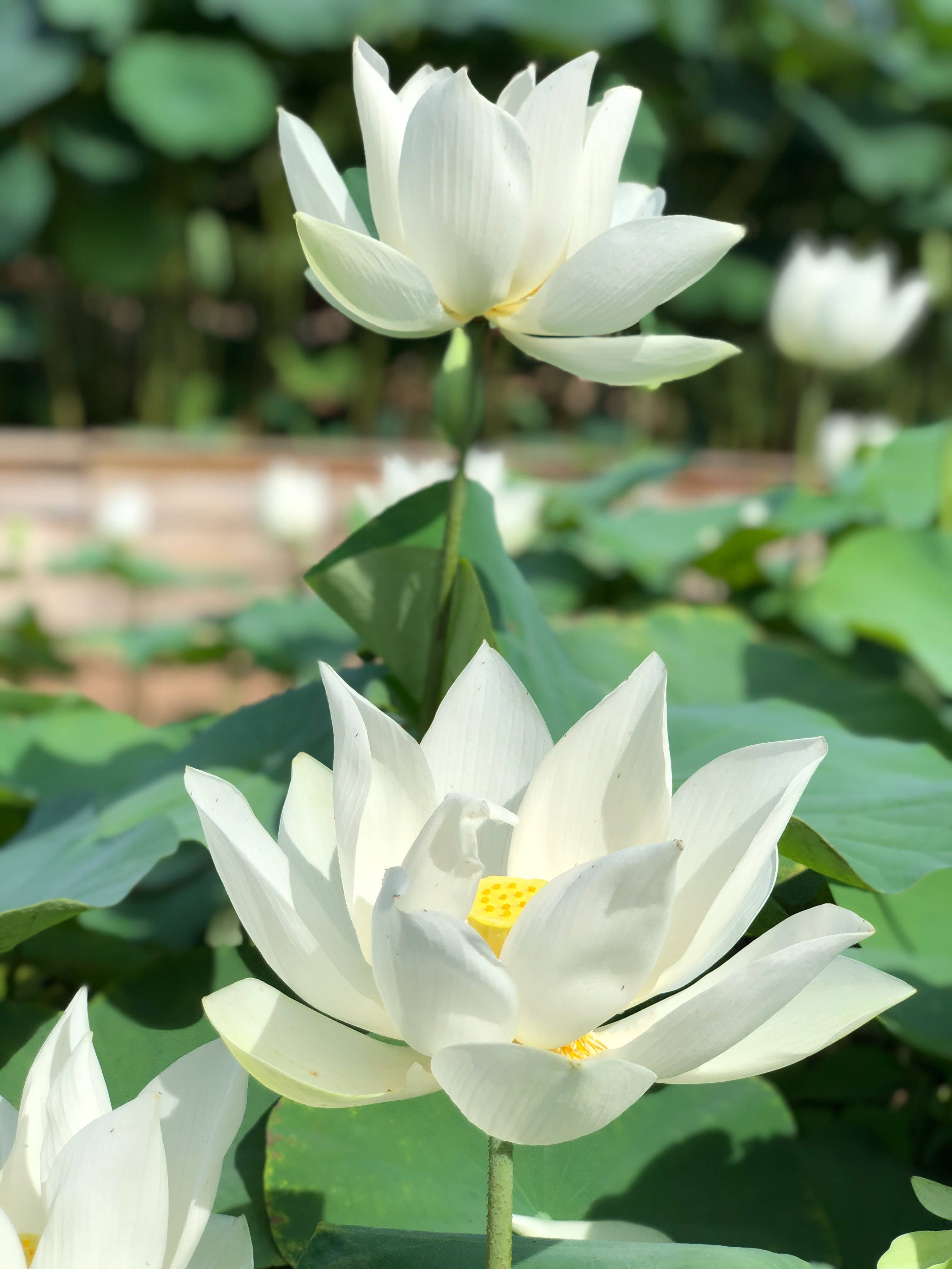 Hoa sen trắng Hình nền