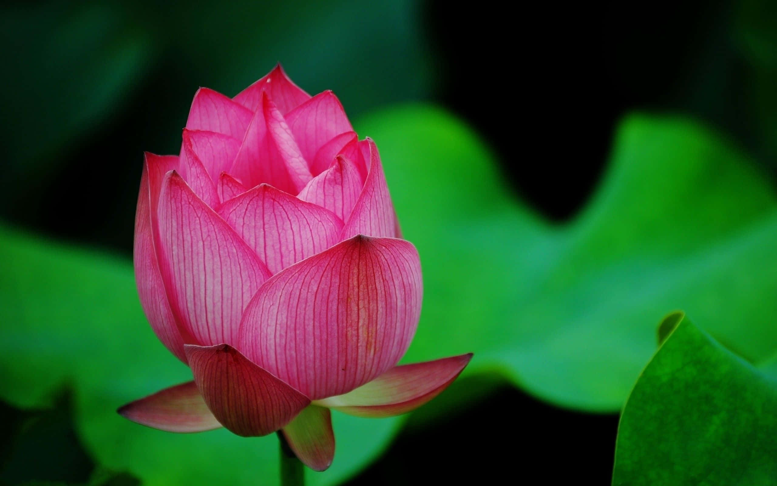 Hoa sen tươi nở trên dòng suối Hình nền