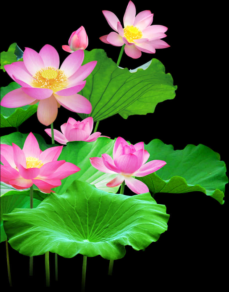 Hoa sen và lá đang nở Hình nền