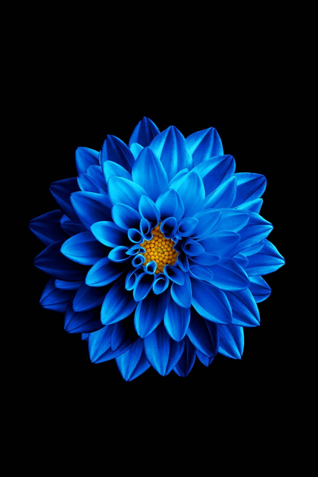 Hoa sen xanh iPhone 4s Hình nền
