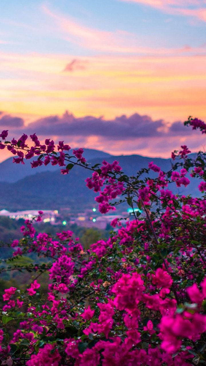 Hoa tím hoàng hôn thiên nhiên Hình nền