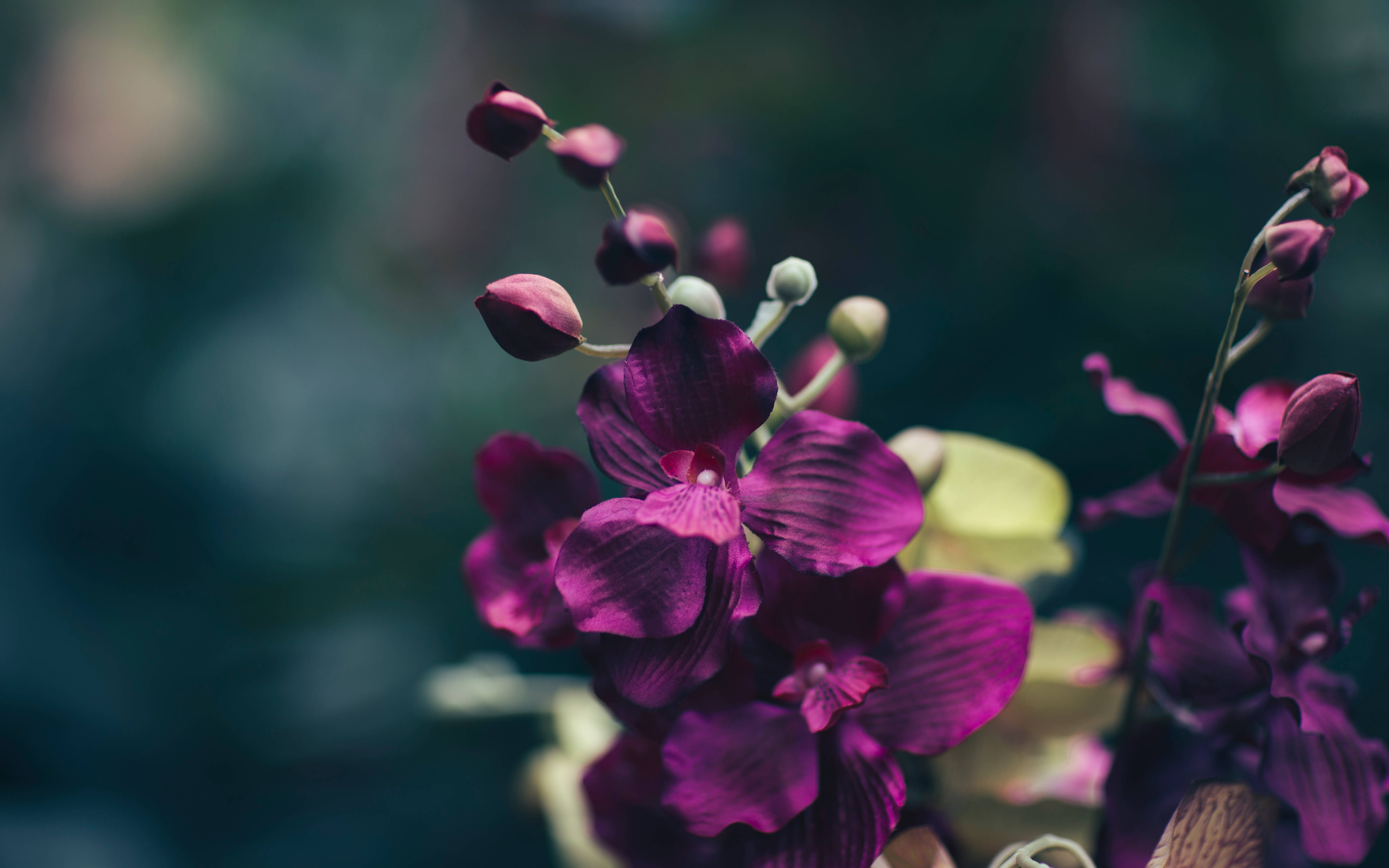 Hoa Tím Sẫm Hình nền