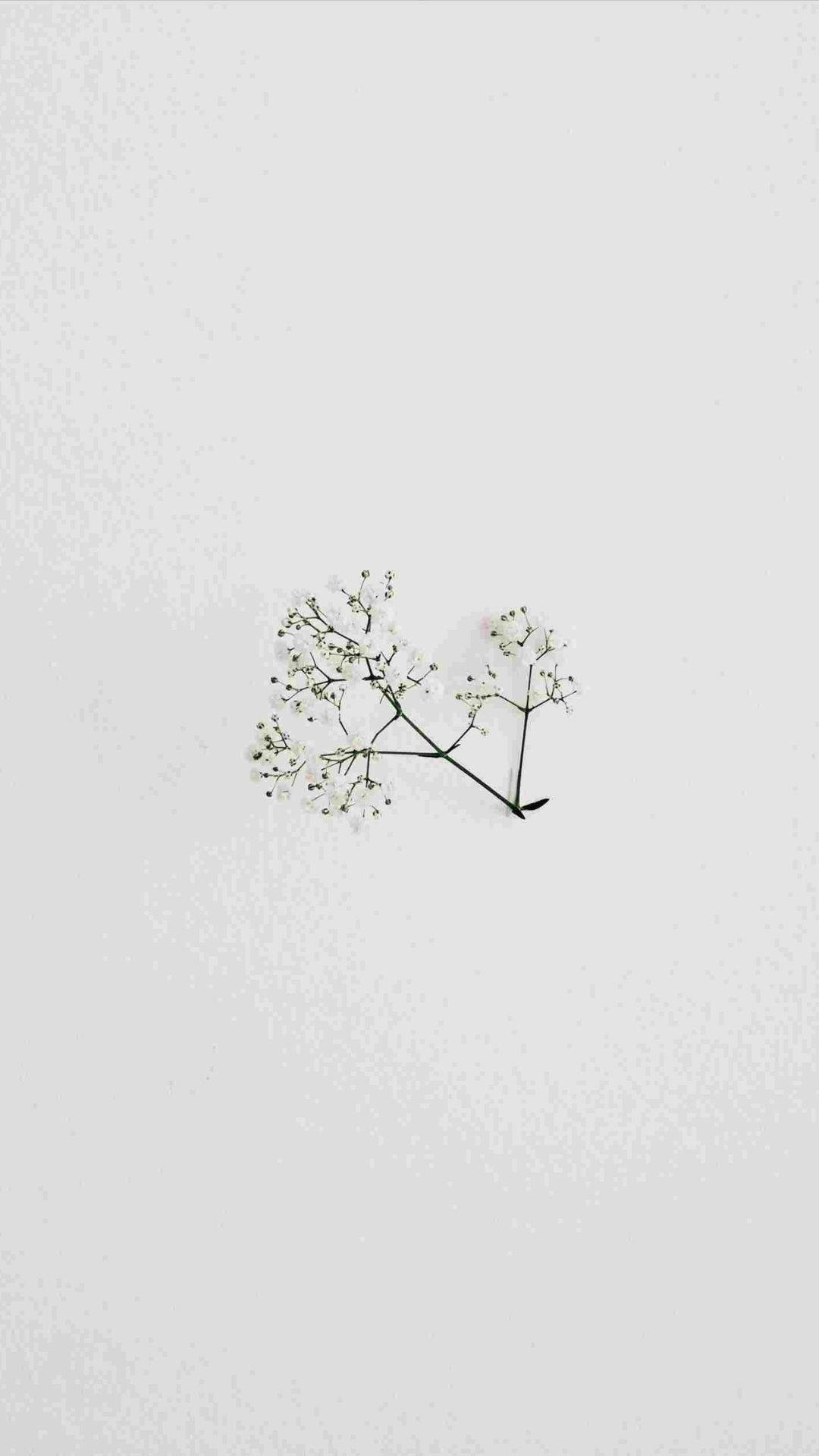 Hoa tối giản Hình nền