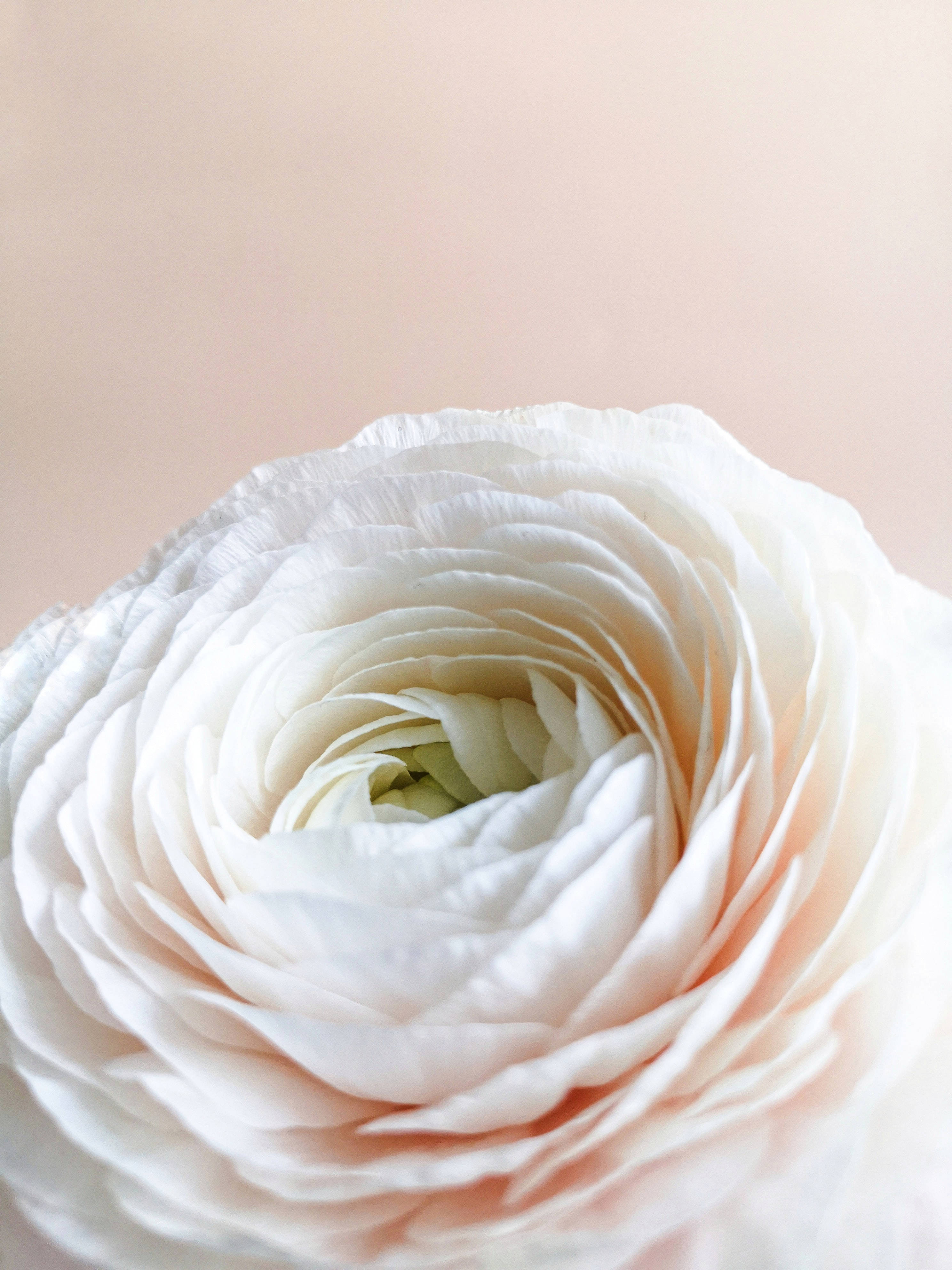 Hoa trắng Pastel iPhone Hình nền