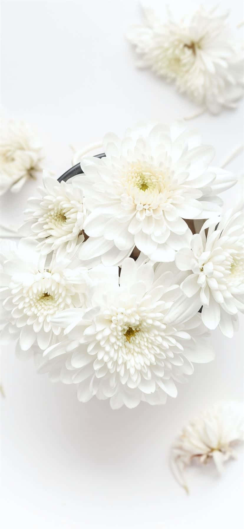 hoa trắng trong một cái bát trên bề mặt trắng Hình nền