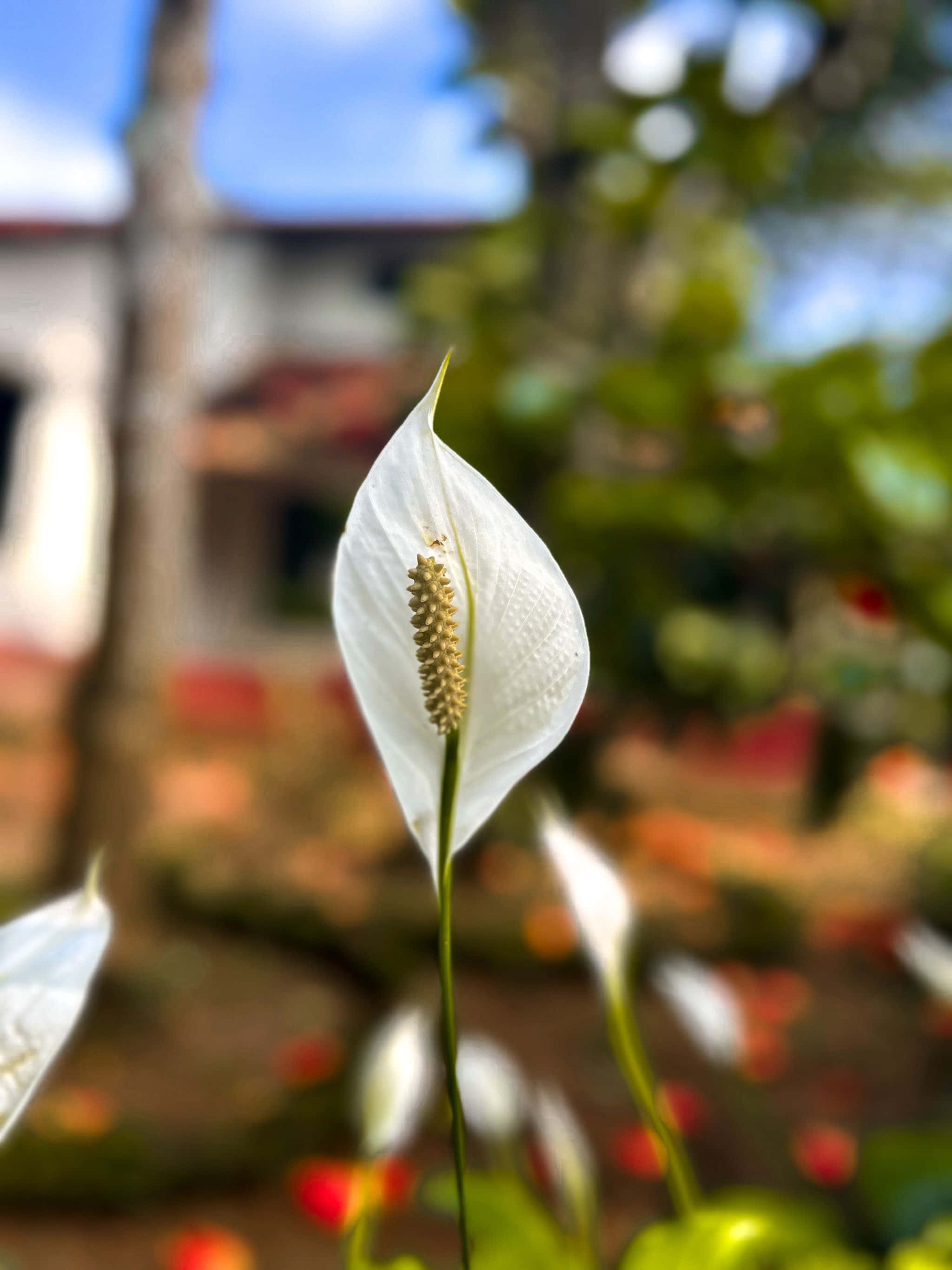 Hoa trắng trước hiên nhà Hình nền
