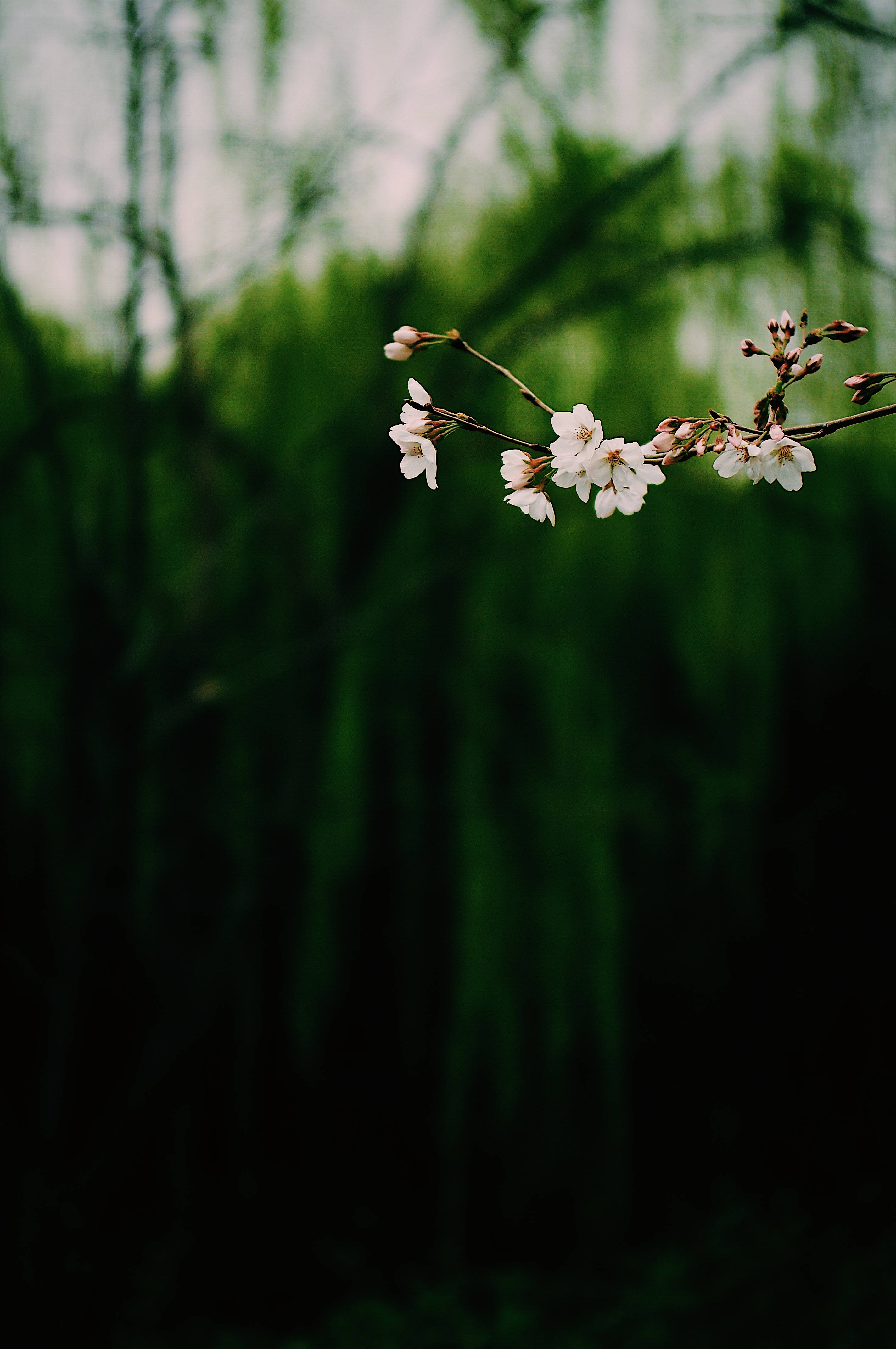Hoa treo trắng tối Hình nền