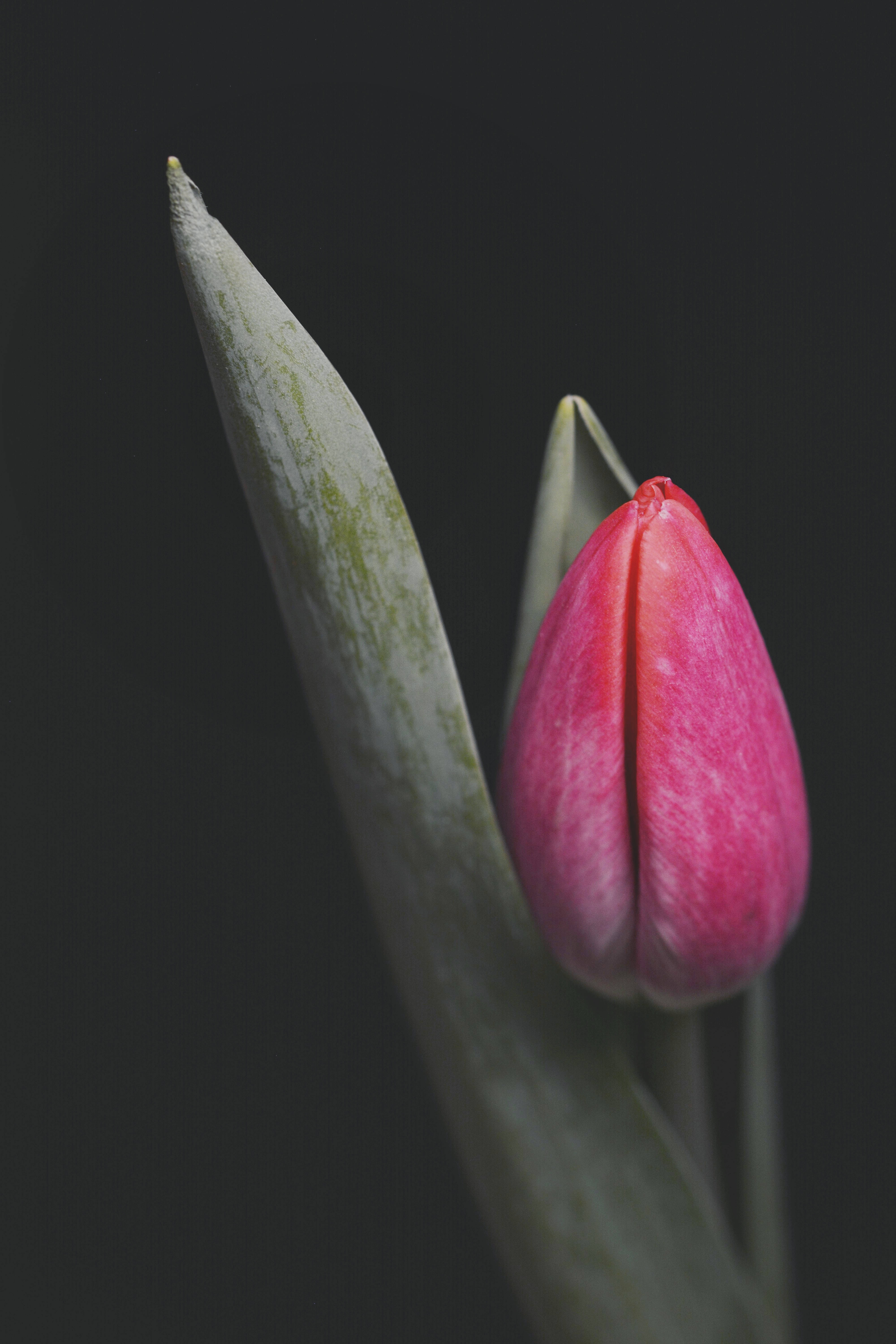 Hoa Tulip Hồng Cho iPhone Hình nền