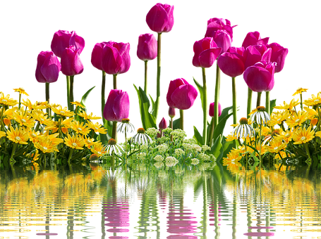 Hoa Tulip Rực Rỡ và Phản Chiếu Hoa Vàng Hình nền
