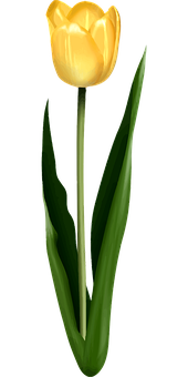Hoa tulip vàng nền đen Hình nền
