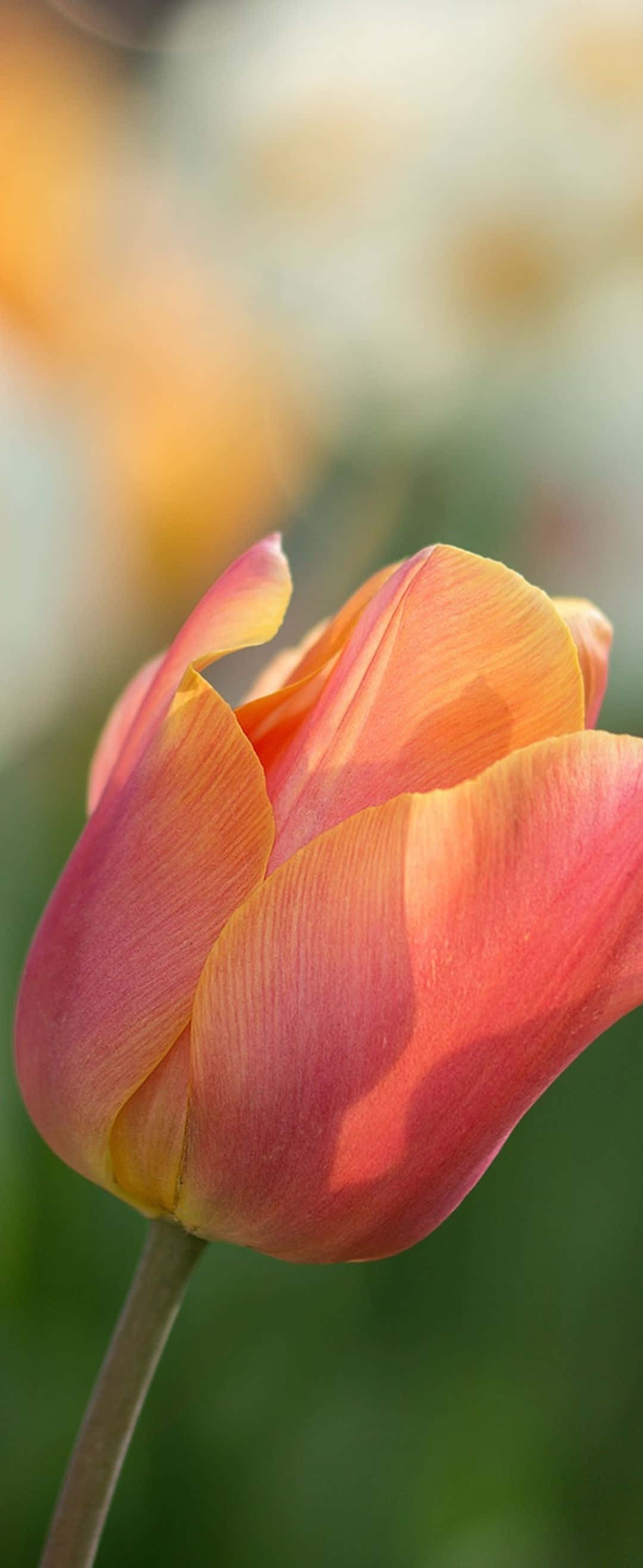 Hoa Tulip Với Màu Vàng Và Cam Hình nền