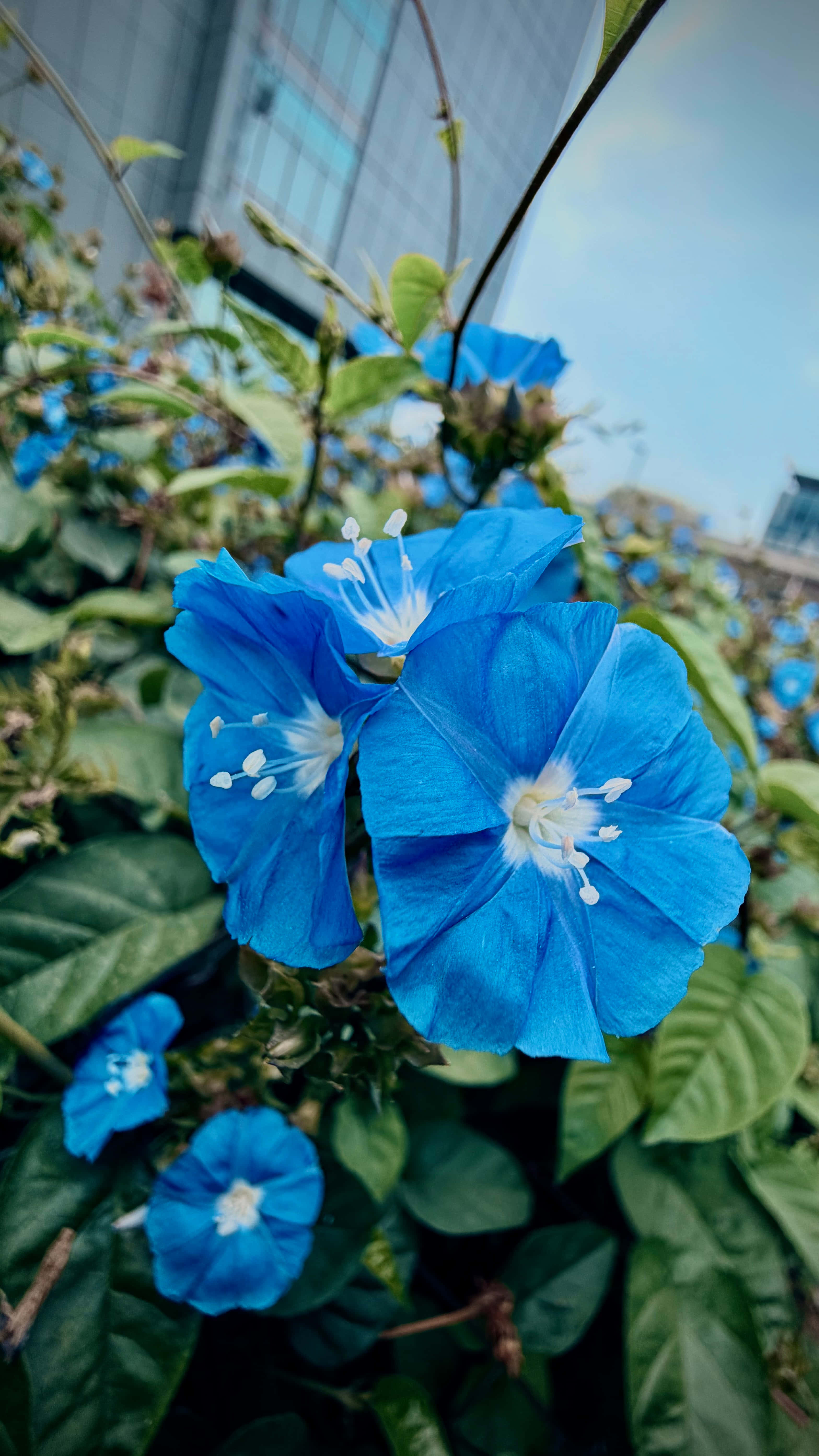 Hoa Xanh Hình nền