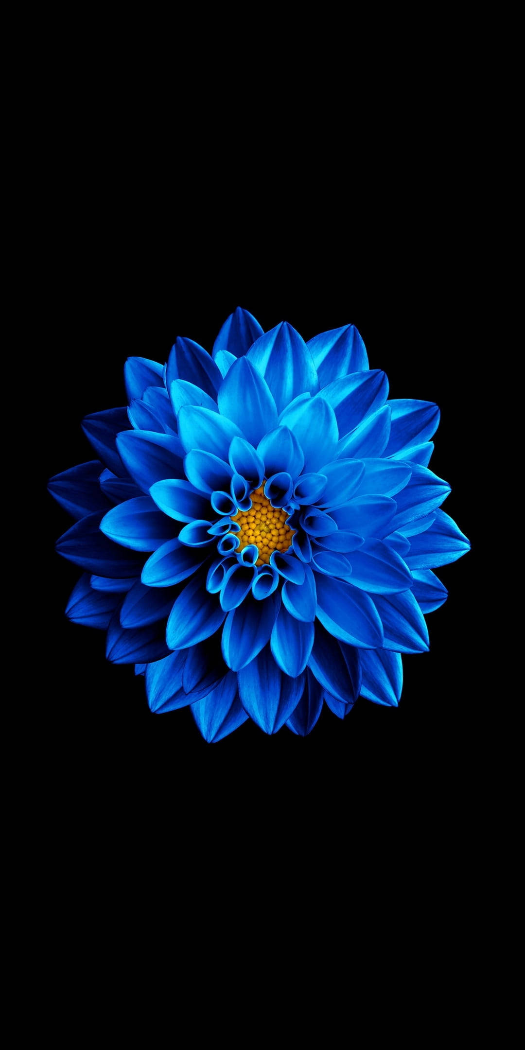 Hoa Xanh Trên Nền Đen Amoled Hình nền
