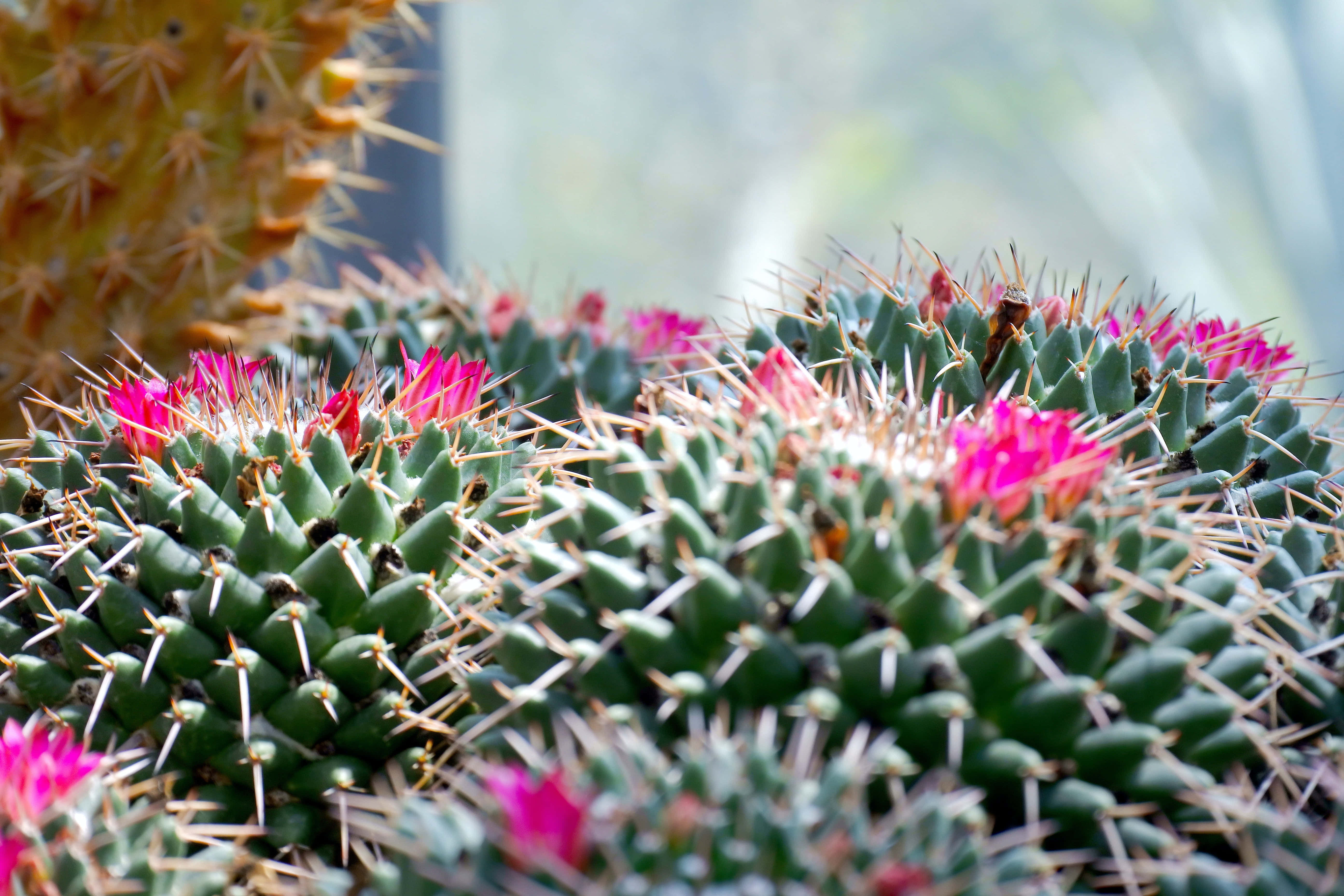 Hoa xương rồng Mammillaria Polythele Hình nền