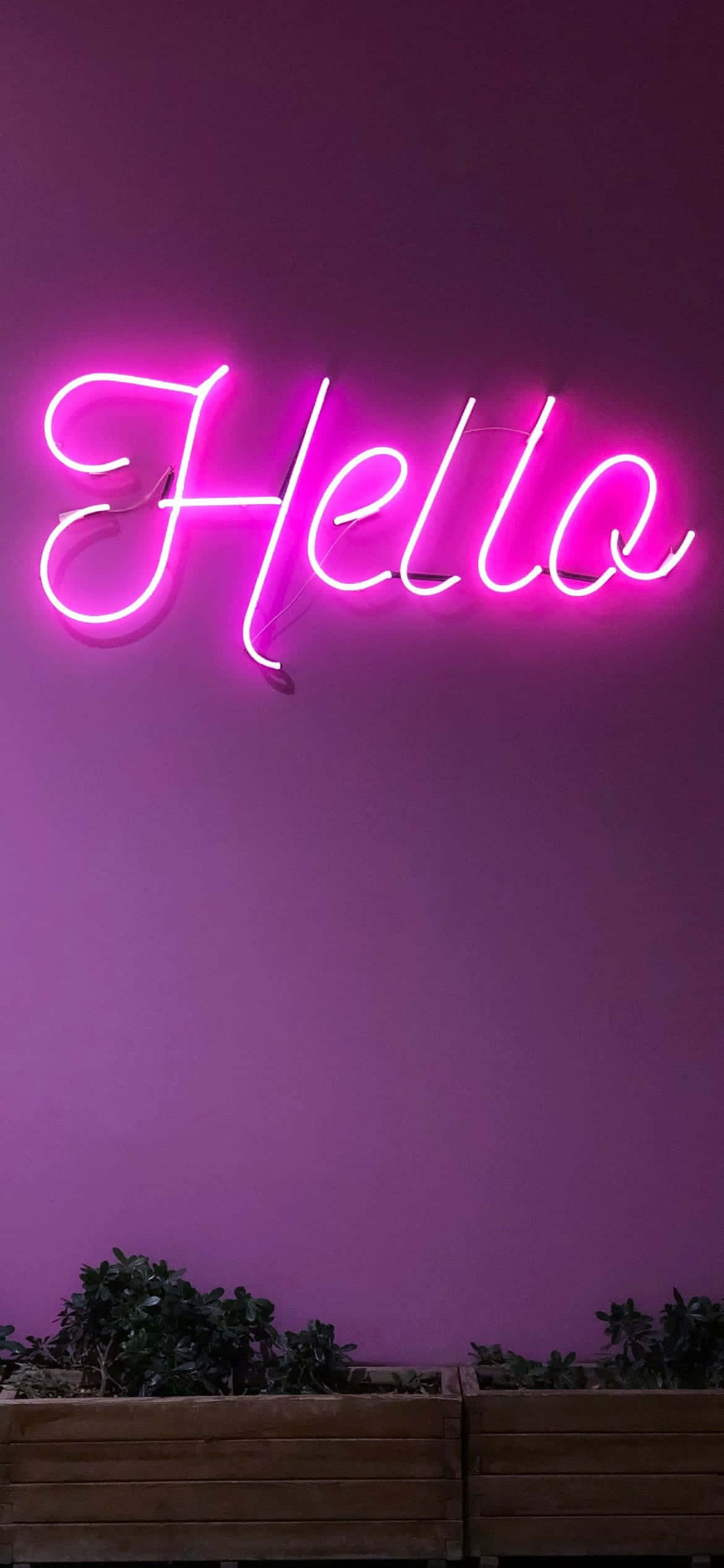 iPhone Hồng Neon Oải Hương Thẩm Mỹ Hình nền