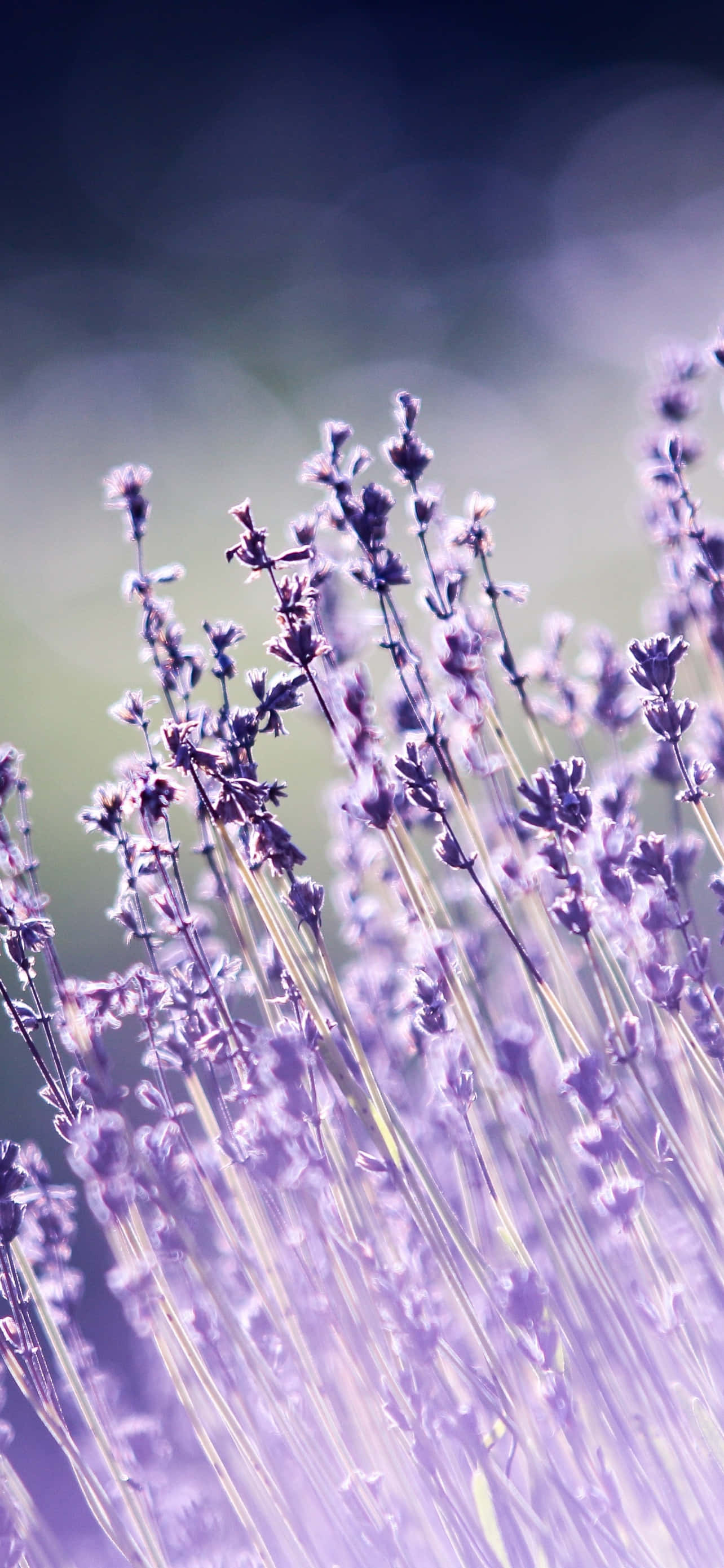 iPhone Lavender Aesthetic Blurry Gray Hình nền