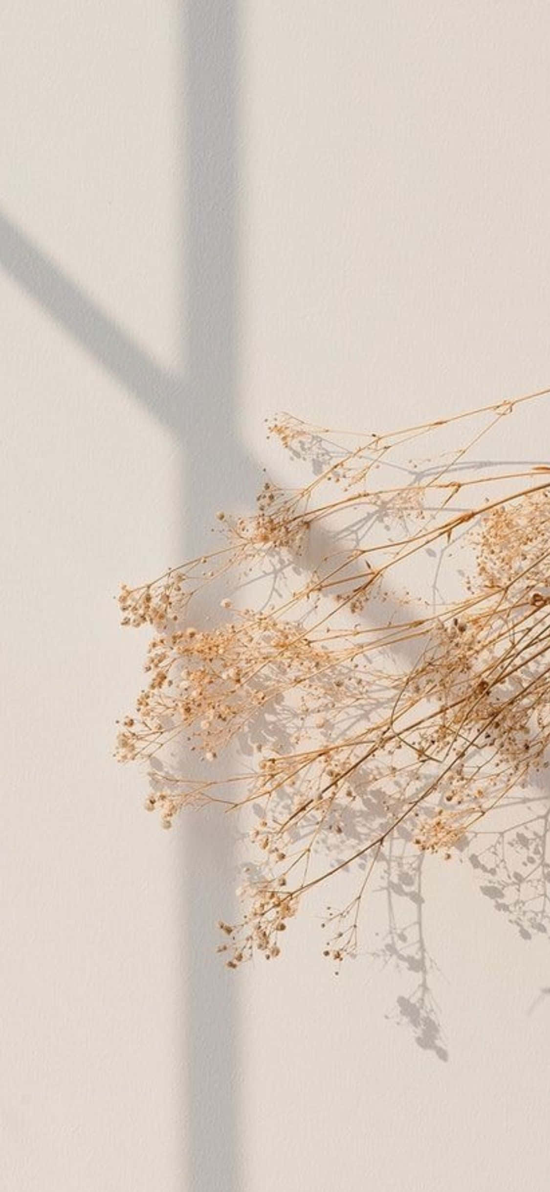 iPhone X Nền Tối Giản Hoa Baby's Breath Hình nền