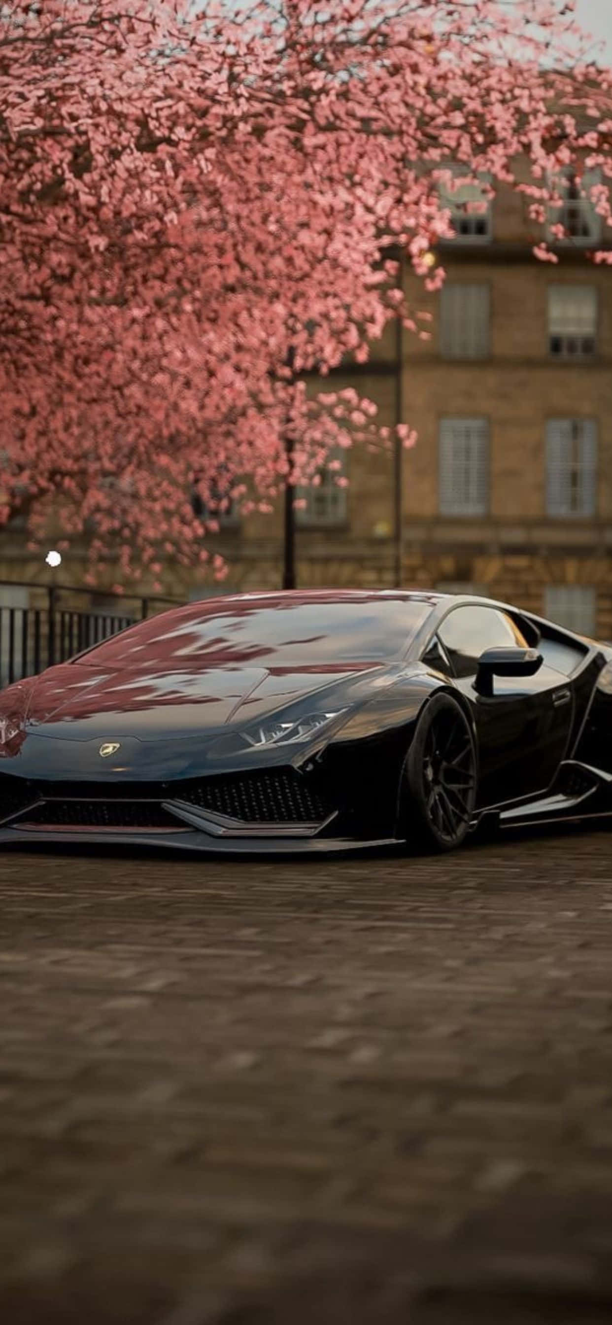Nền iPhone XS Max Lamborghini Hoa Anh Đào Hình nền
