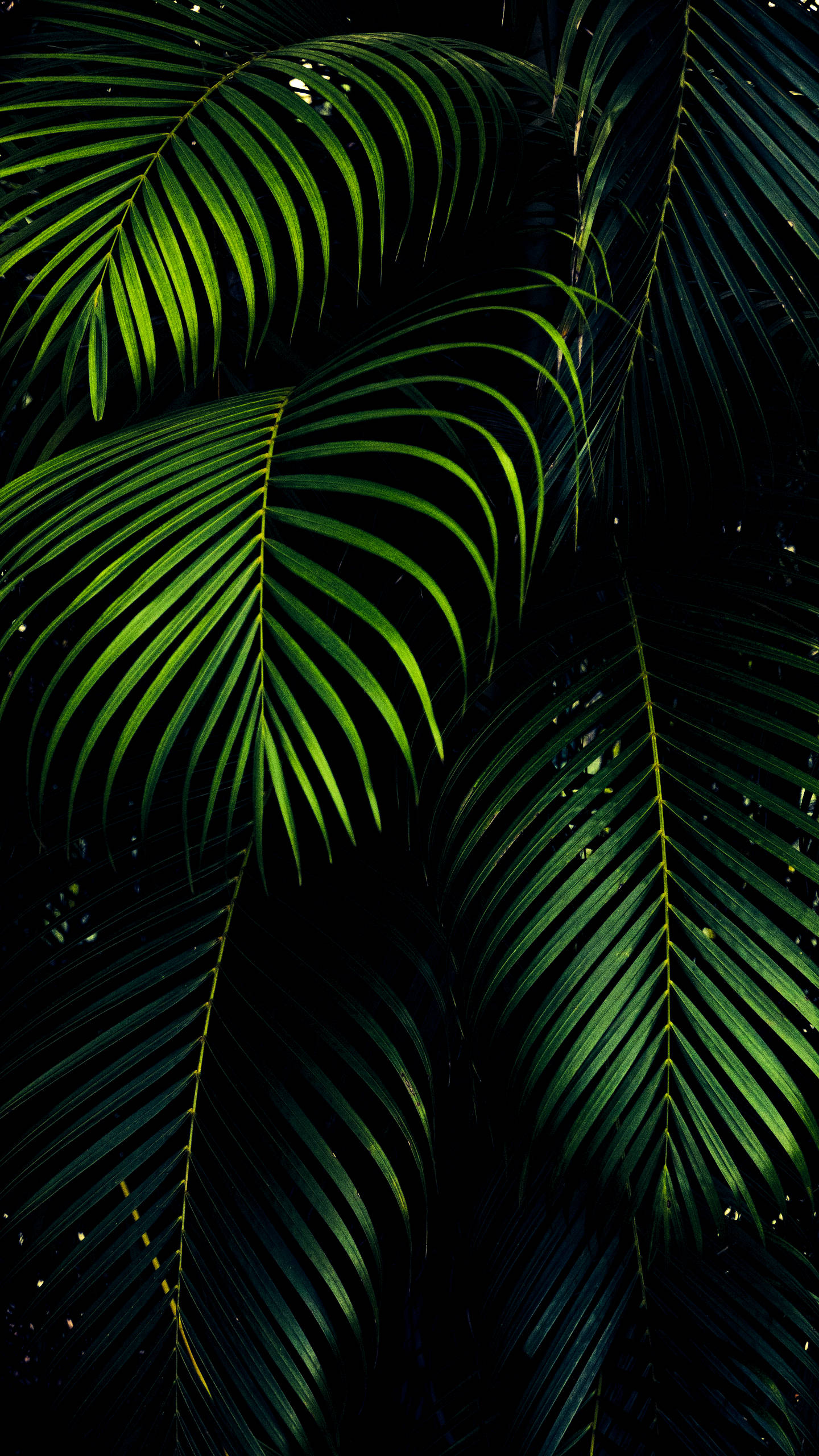 iPhone XS Max OLED 3D Lá Cọ Hình nền