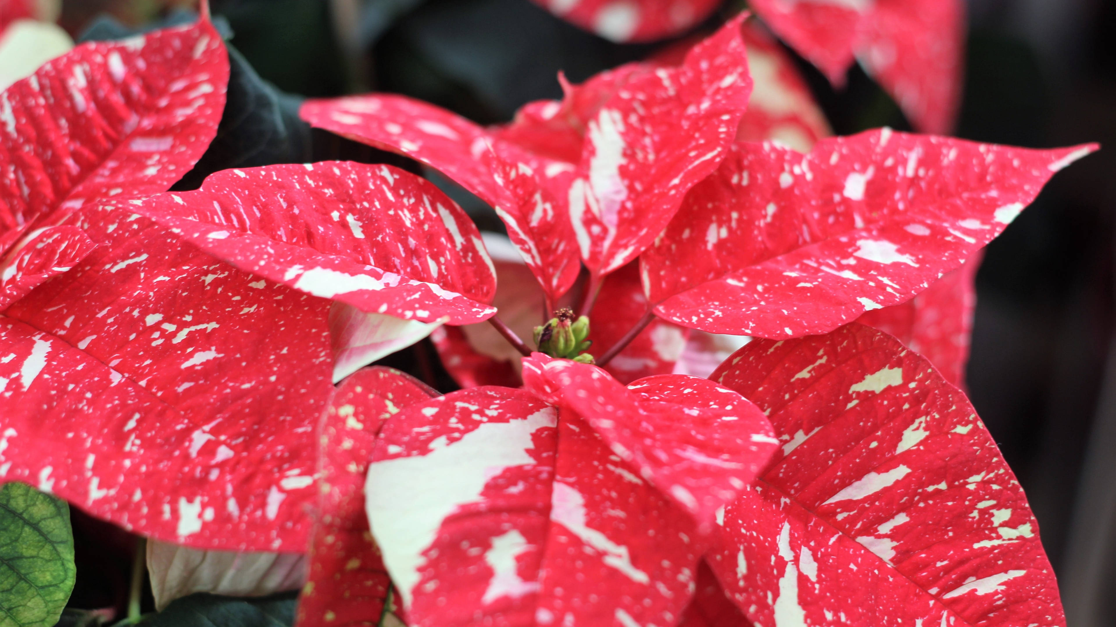 Jingle Bells Poinsettia Hình nền
