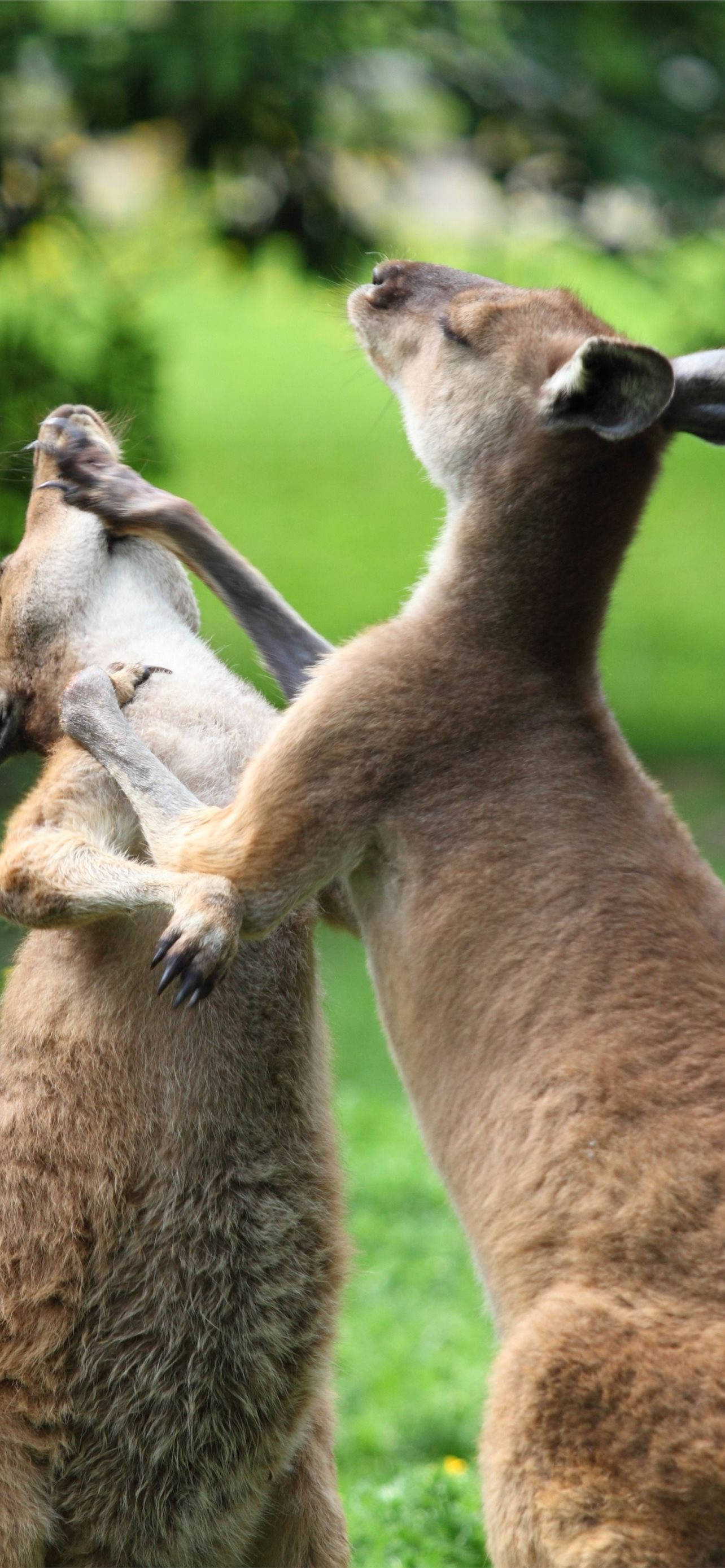 Kangaroo Đánh Nhau Hình nền