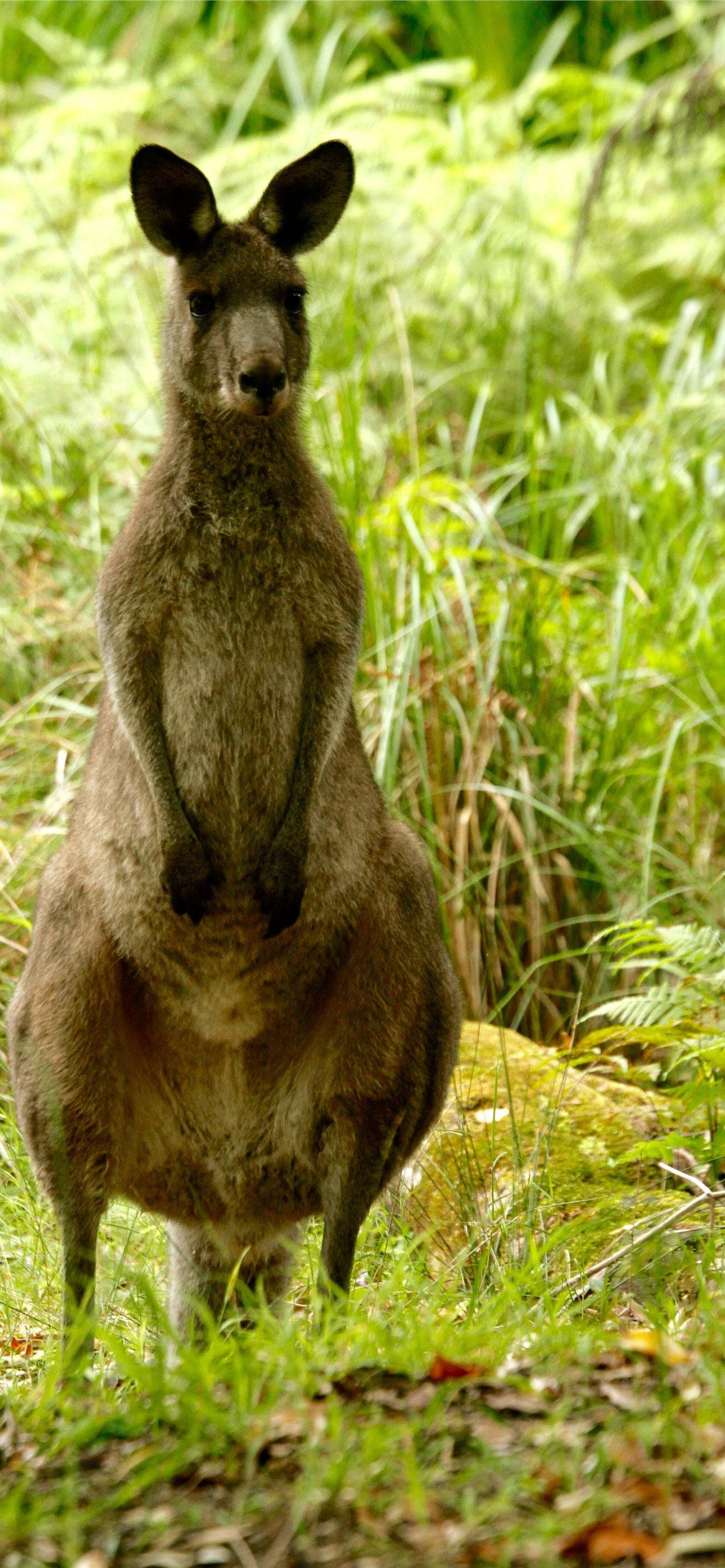 Kangaroo đứng Hình nền