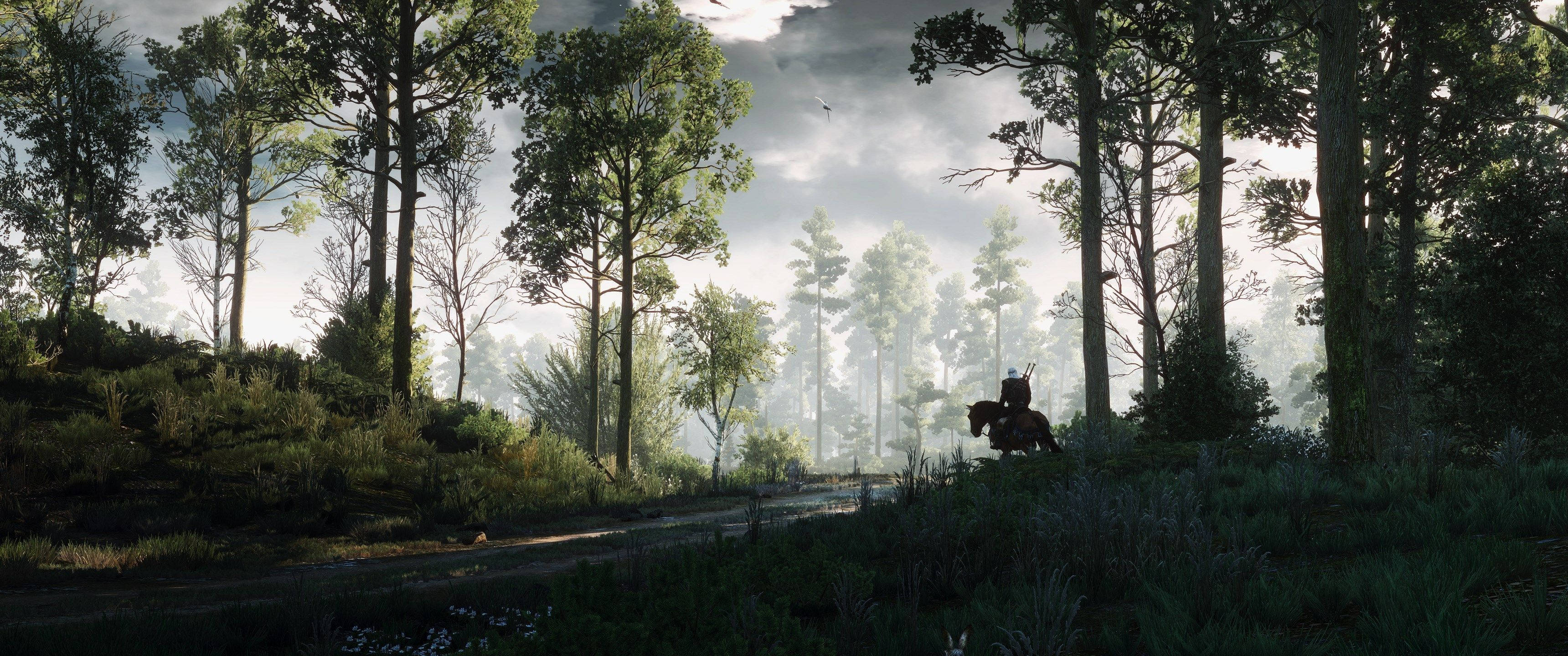 Khám phá khu rừng huyền bí trong trò chơi điện tử The Witcher Hình nền