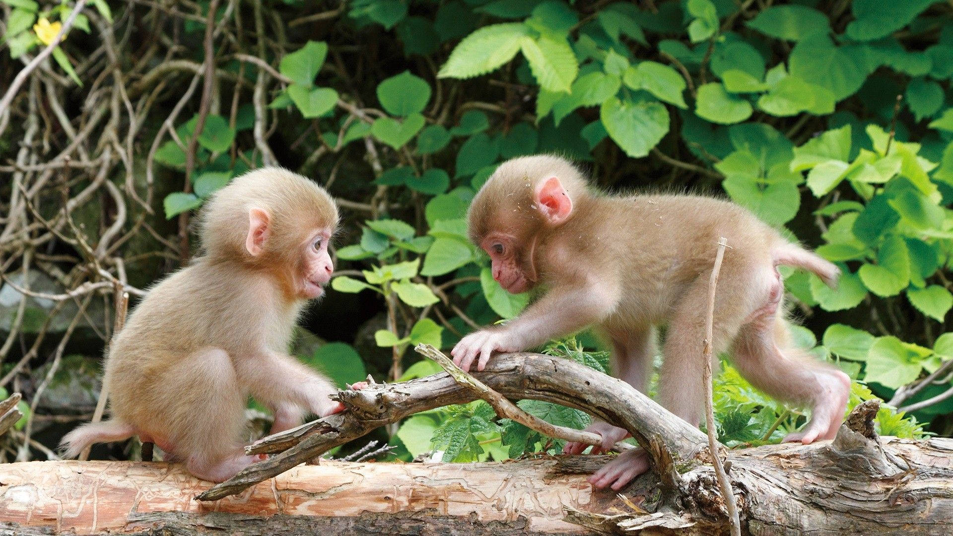 Khỉ Con Dễ Thương Đang Chơi Đùa Hình nền