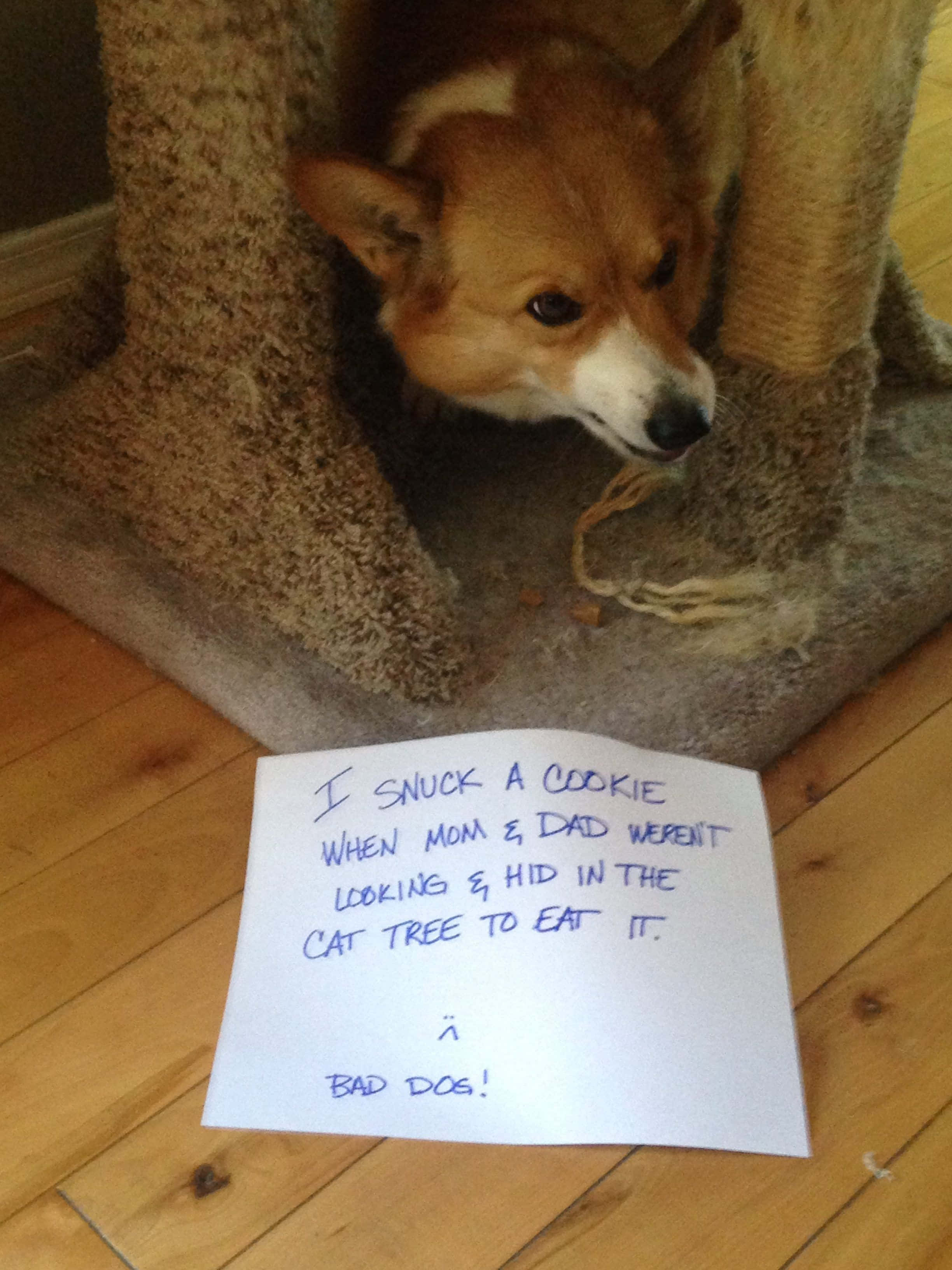 "Không thể ngừng cười với bức ảnh chó corgi hài hước này!" Hình nền