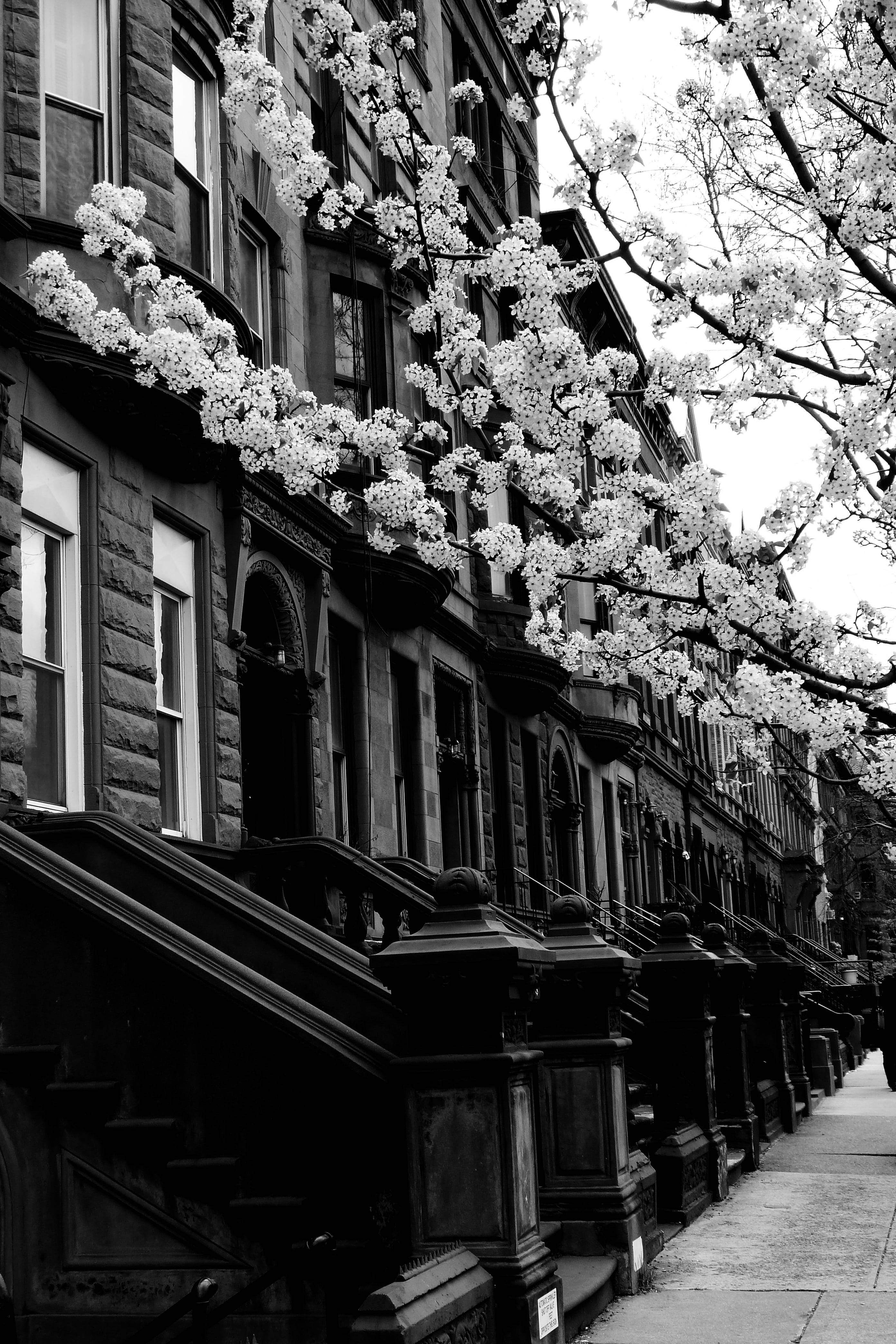 Khu phố Harlem New York Đen Trắng Hình nền