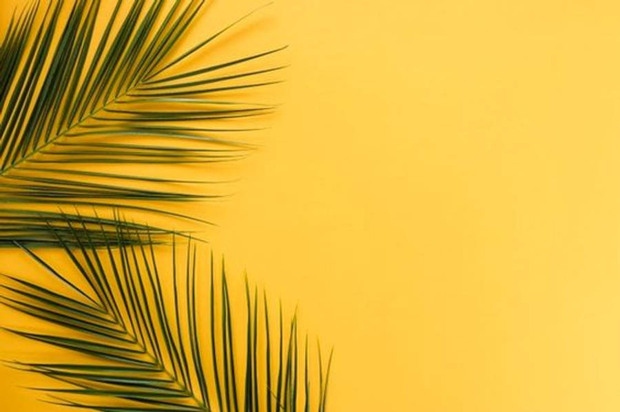 Lá Cọ Thẩm Mỹ Tối Giản Hình nền
