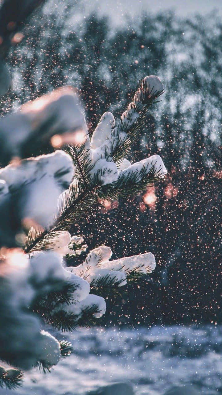 Lá thông phủ tuyết mùa đông ấm cúng Tumblr Hình nền