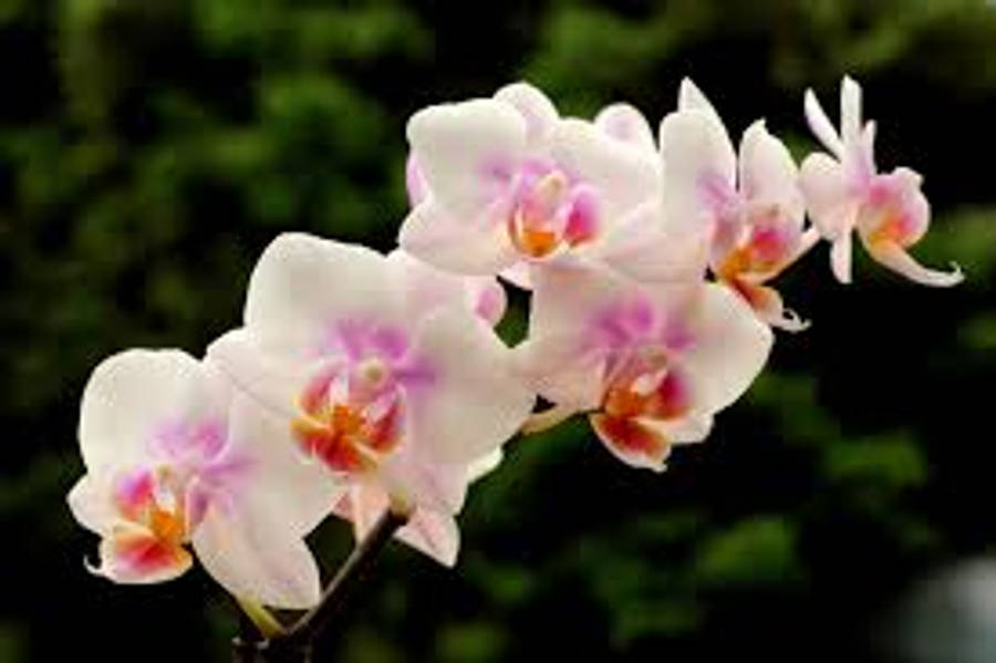 Lan Espoa Đa Dạng Hình nền
