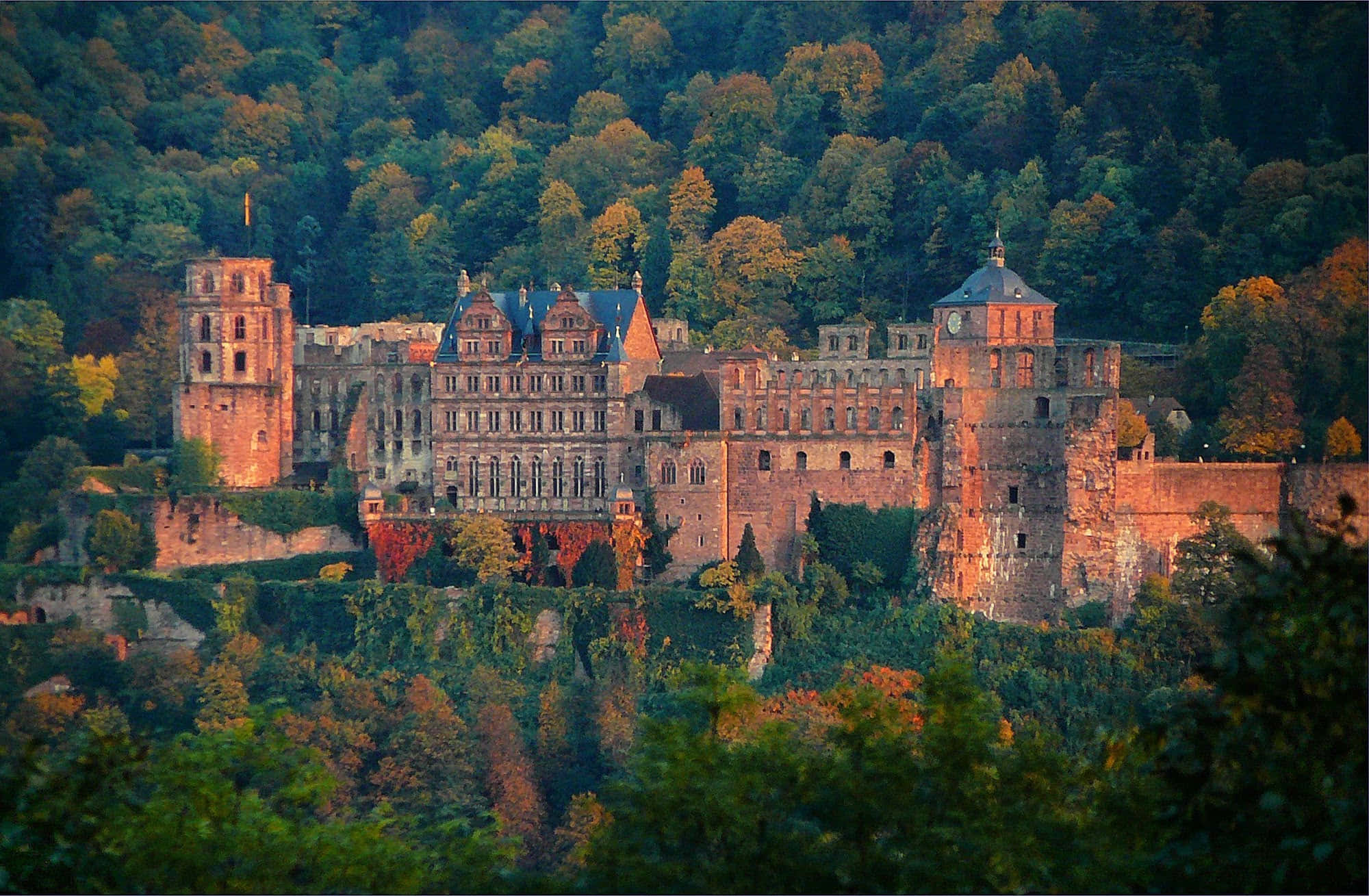 Lâu đài Heidelberg với cây mùa thu Hình nền