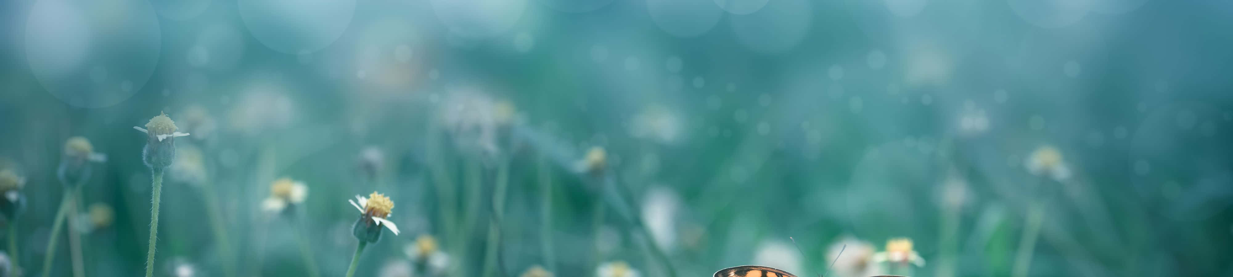 Lấy cảm hứng từ thiên nhiên Hình nền
