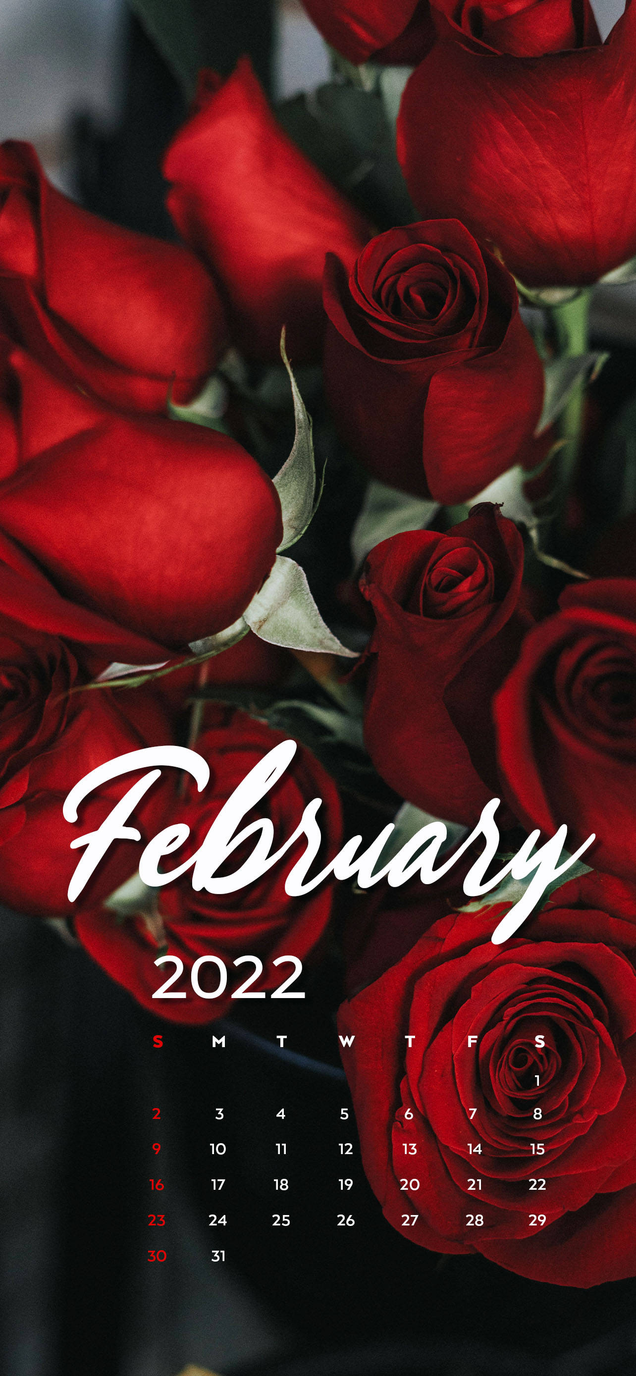Lịch Tháng 2 2022 Hoa Hồng Đỏ Hình nền