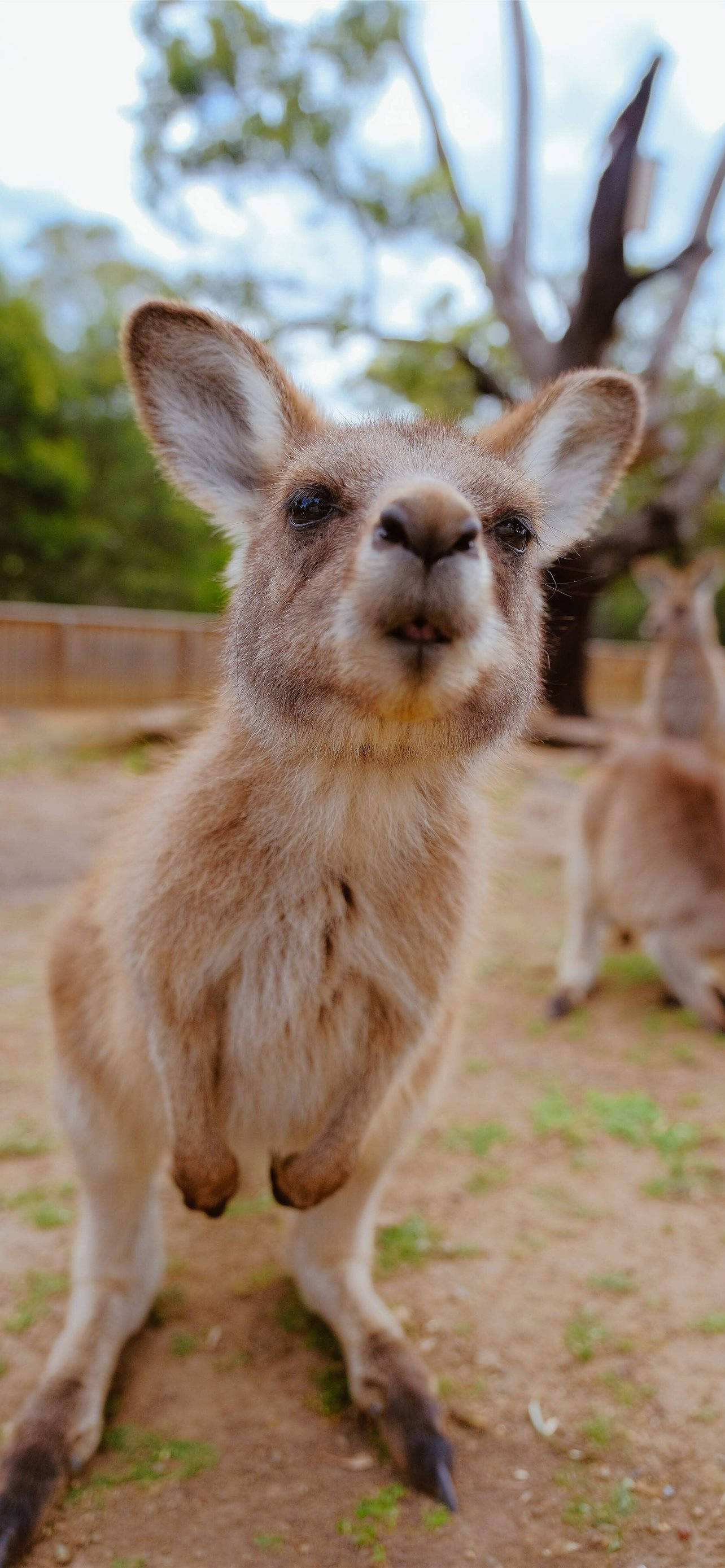 Little Joey Kangaroo Hình nền