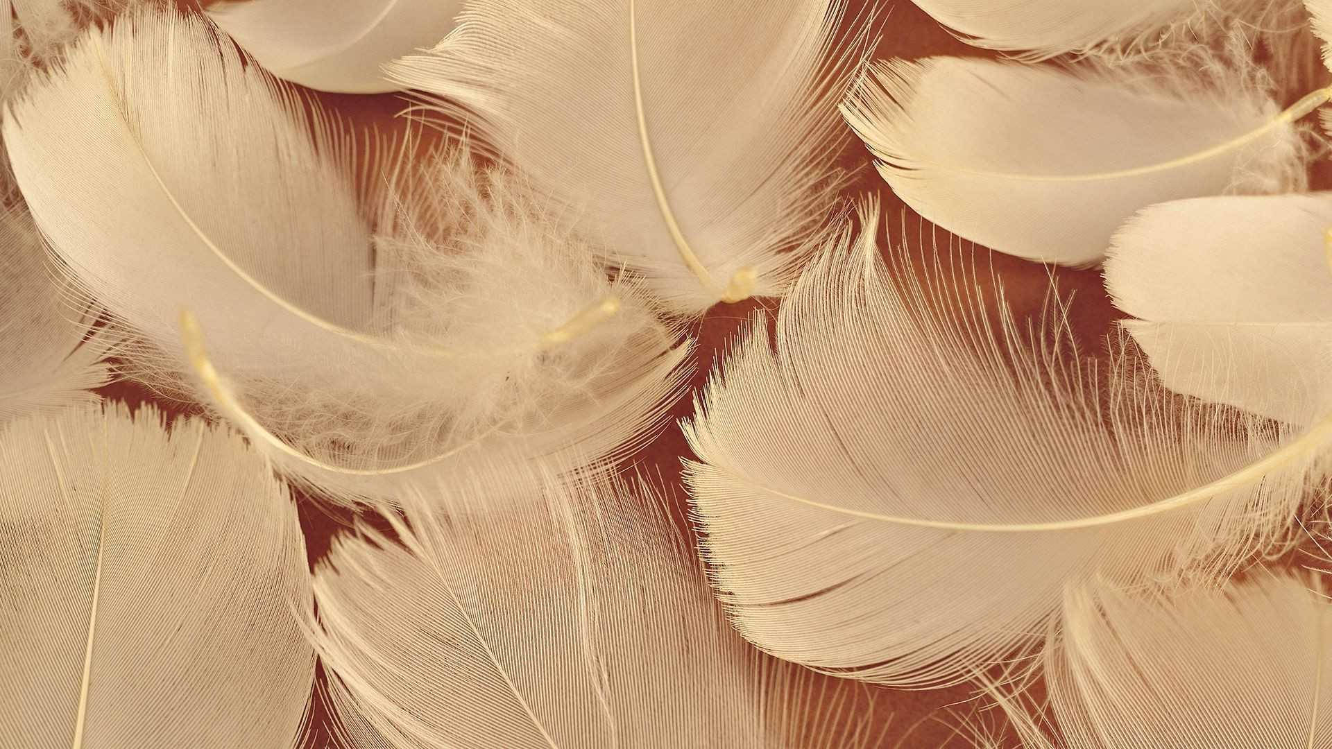 Lông chim màu nâu thẩm mỹ Hình nền