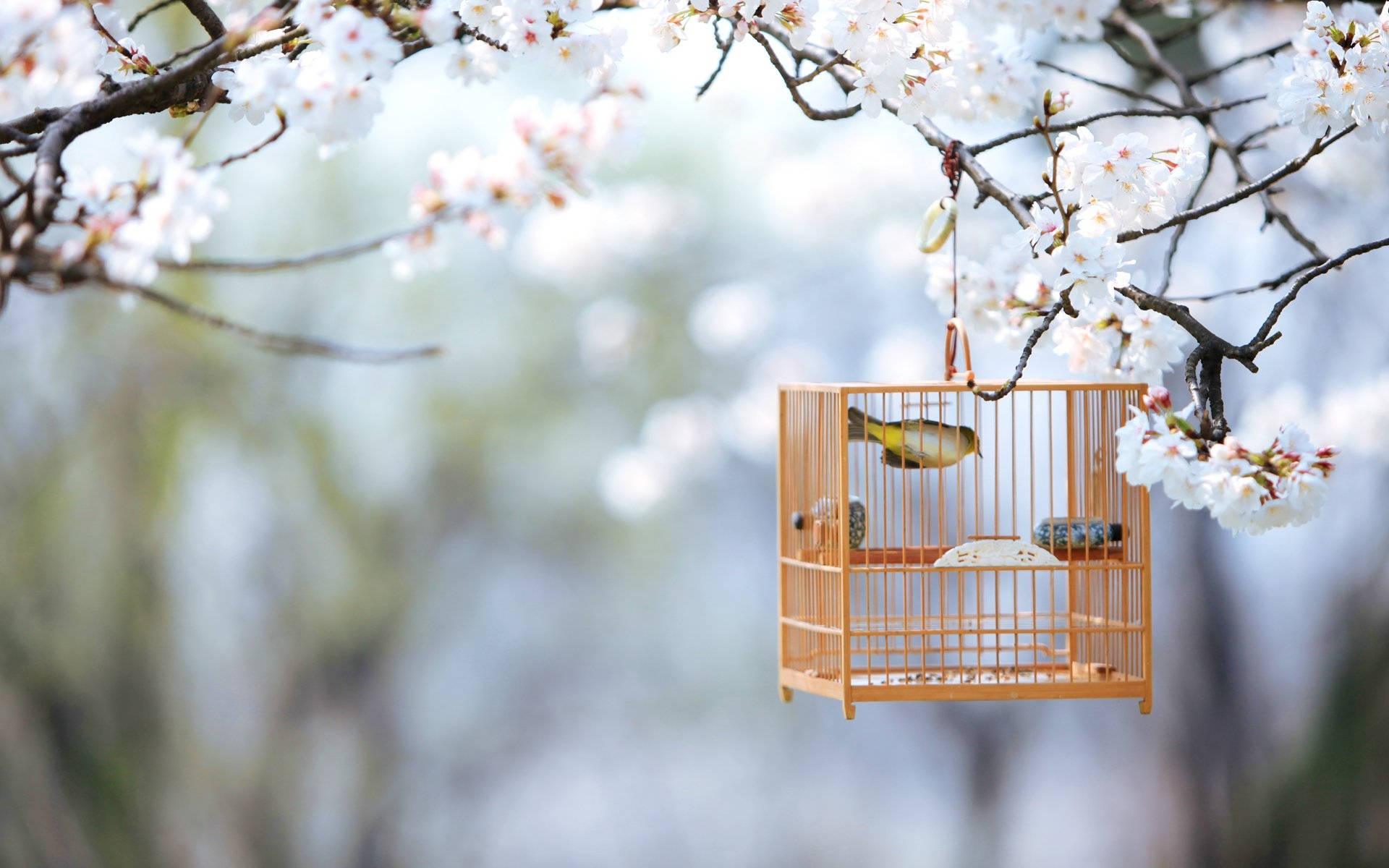 Lồng Chim Mùa Xuân Dễ Thương Hình nền