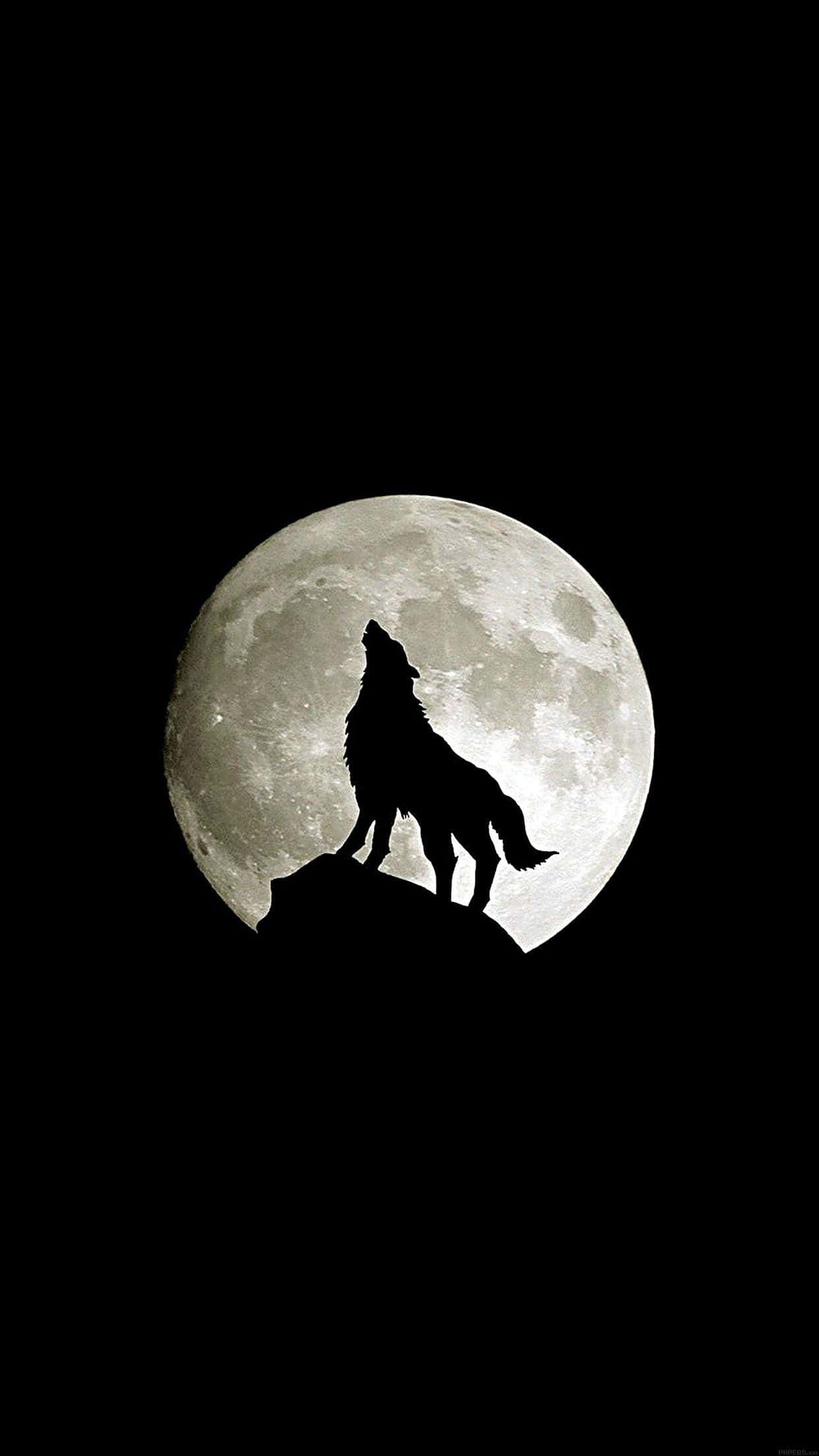 Lướt qua vùng hoang dã cùng Wolf iPhone Hình nền