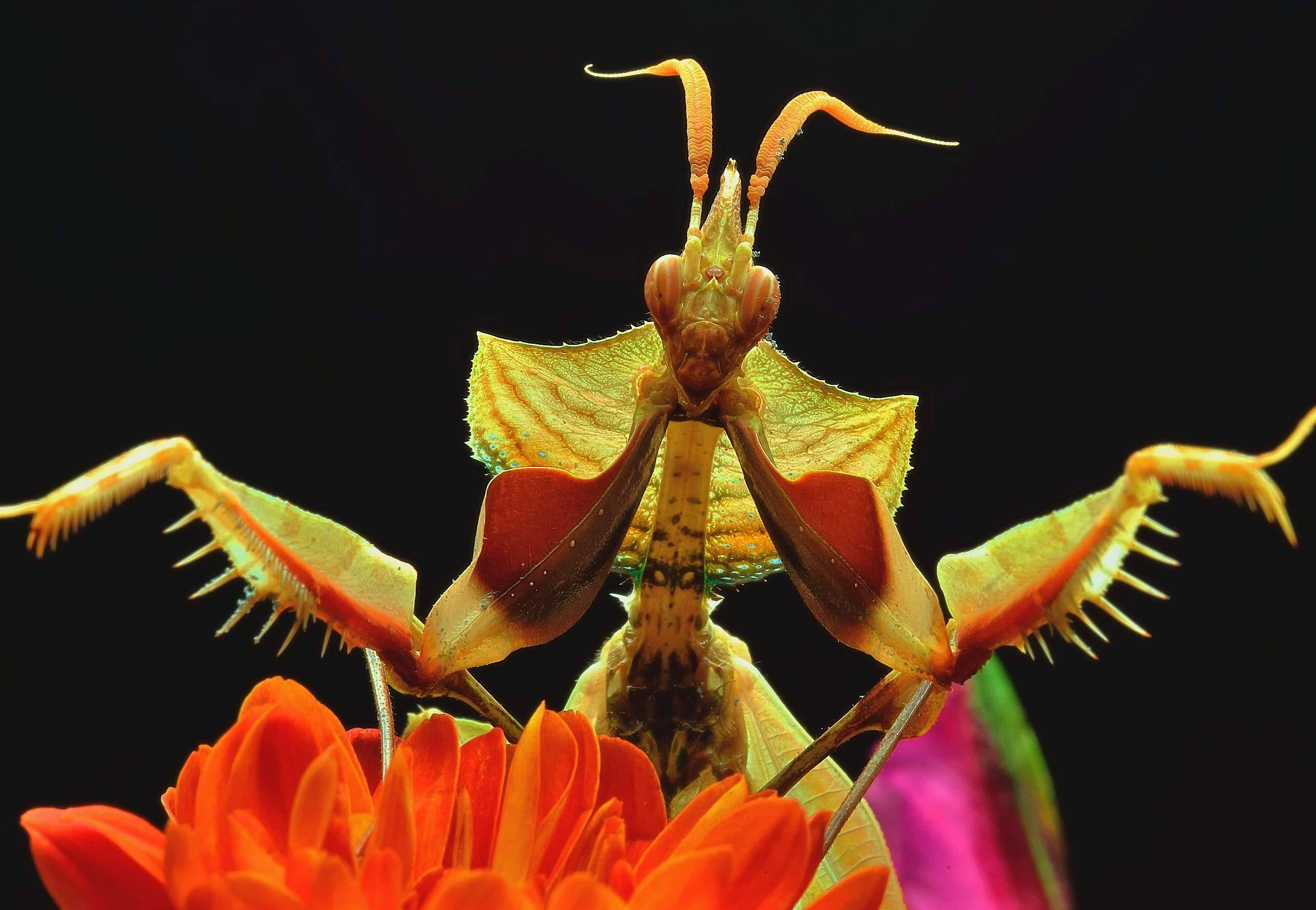 Macro Thẩm Mỹ Bọ Ngựa Hình nền