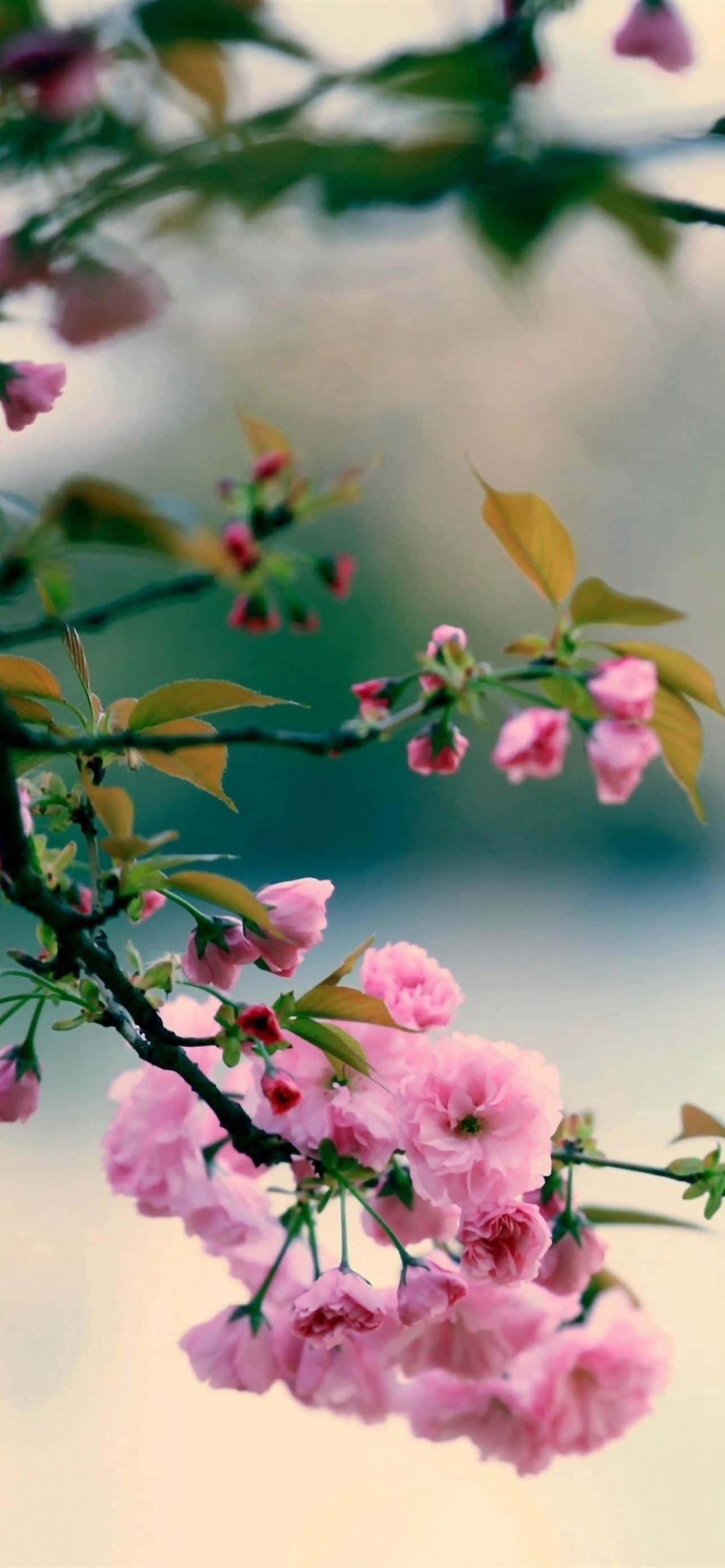 Mầm sống mới Hình nền