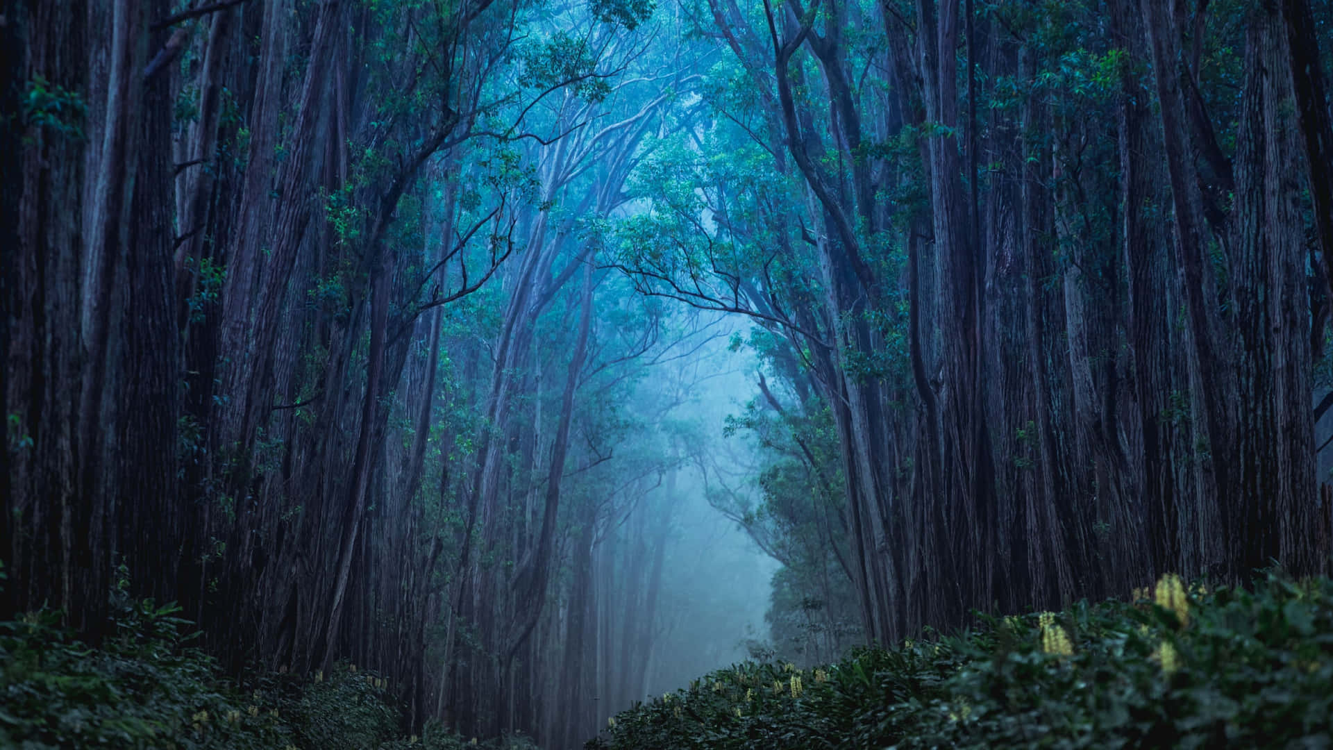 Màn hình 4K