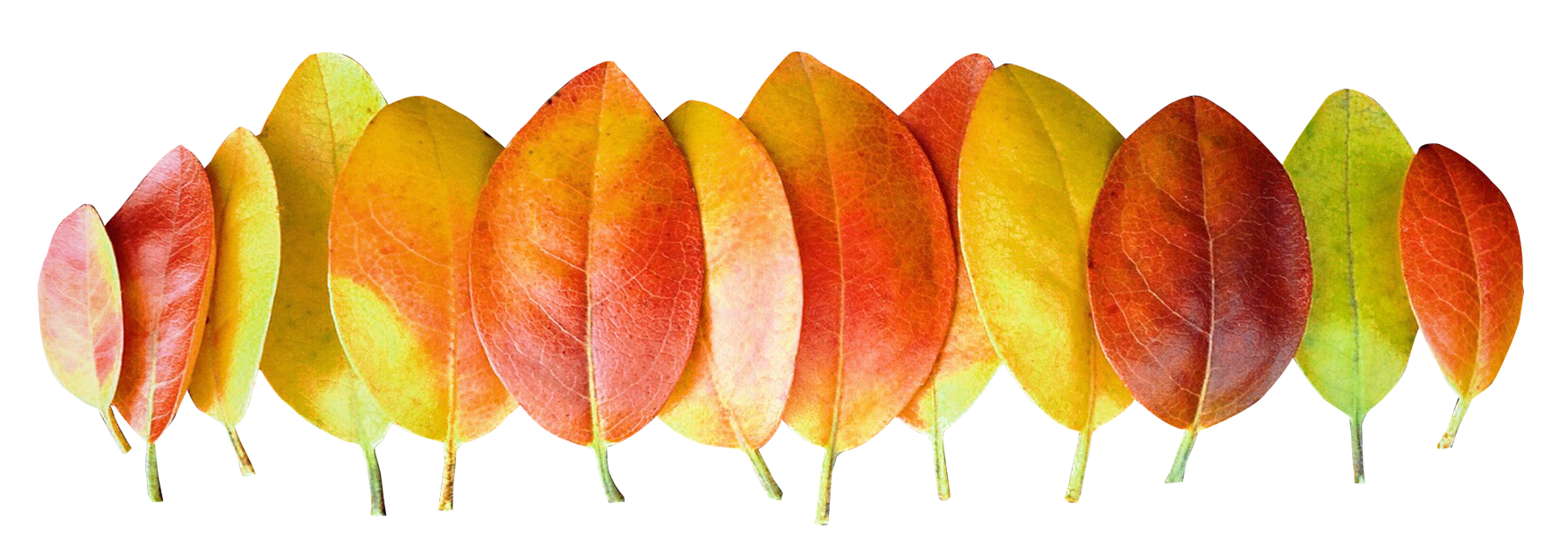 Màu Lá Thu Chuyển Sắc.PNG Hình nền