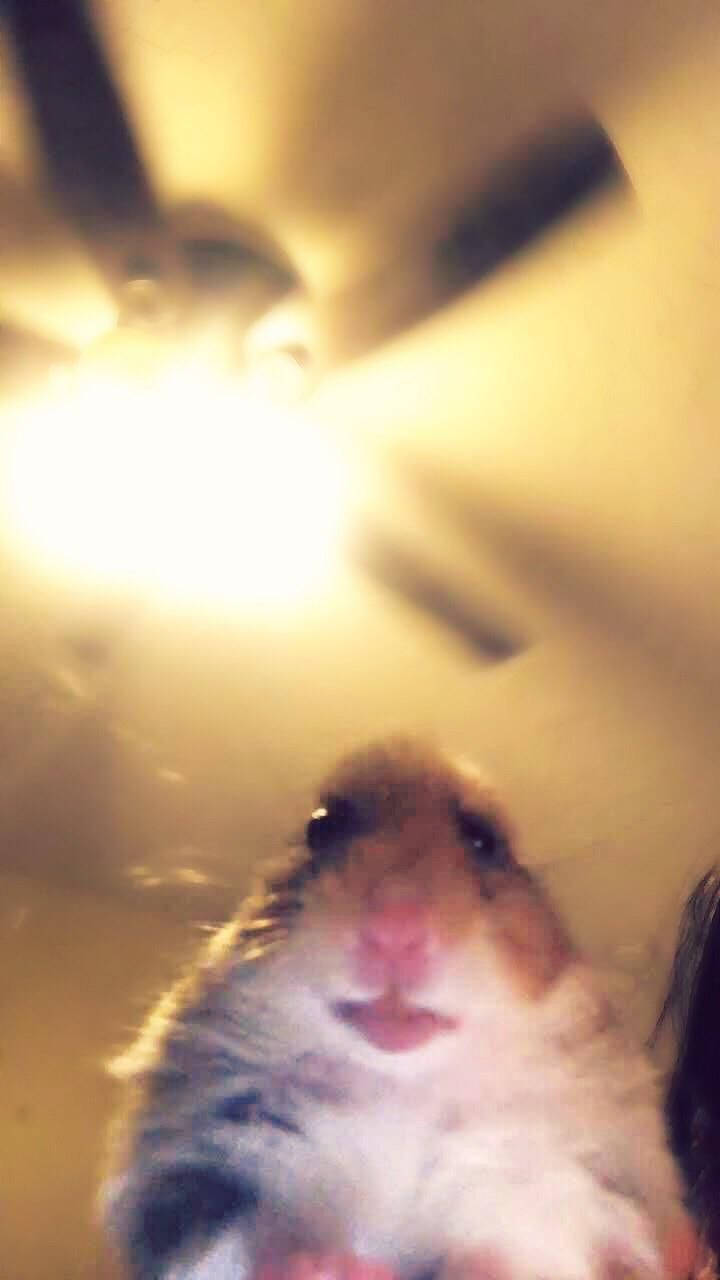 Meme Hamster Ảo Hình nền